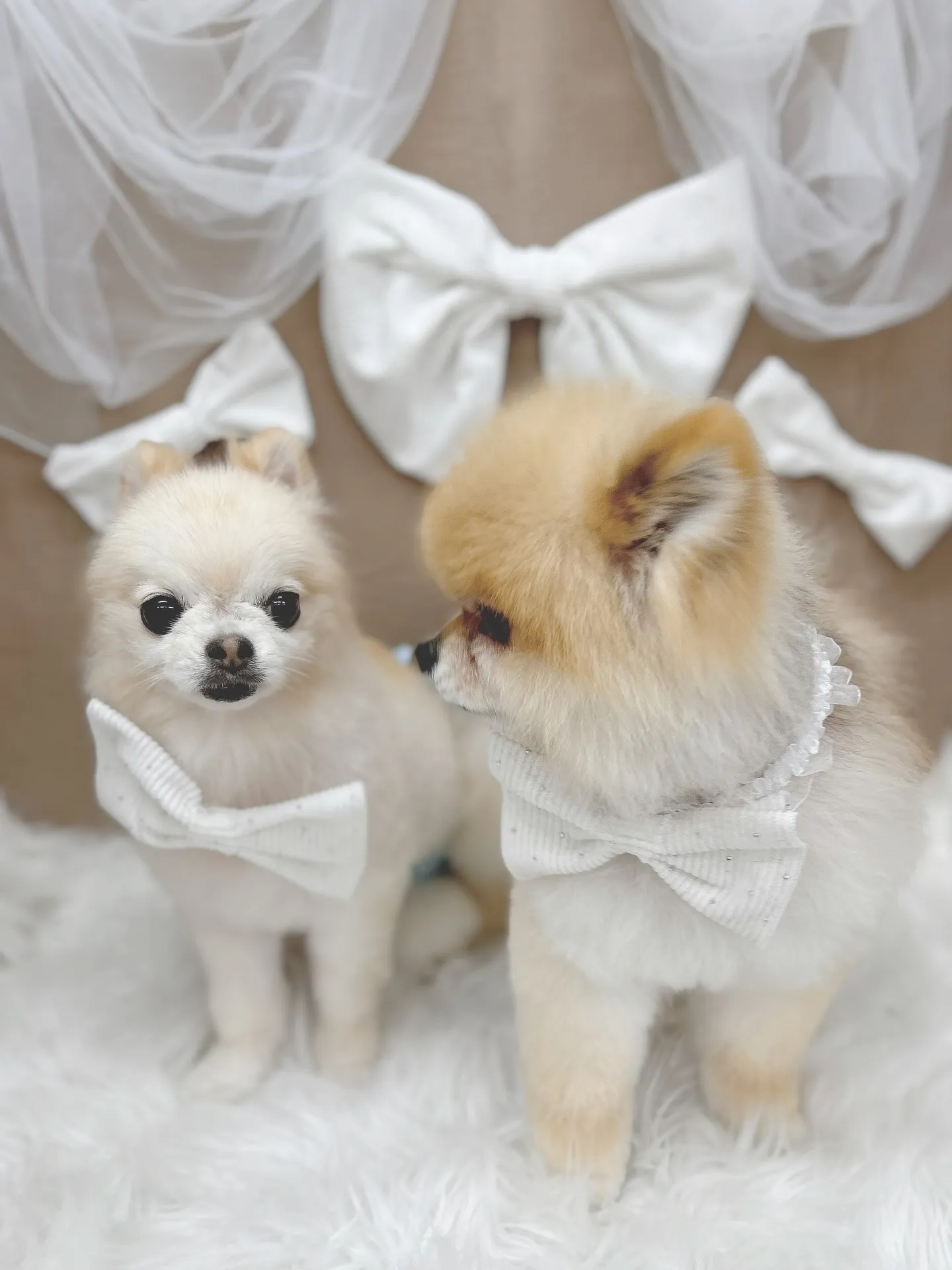 ୨୧ ∴トリミングサロン∴ ୨୧