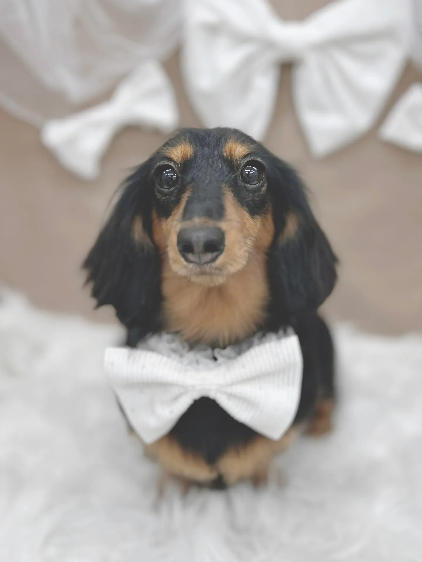 ୨୧ ∴トリミングサロン∴ ୨୧