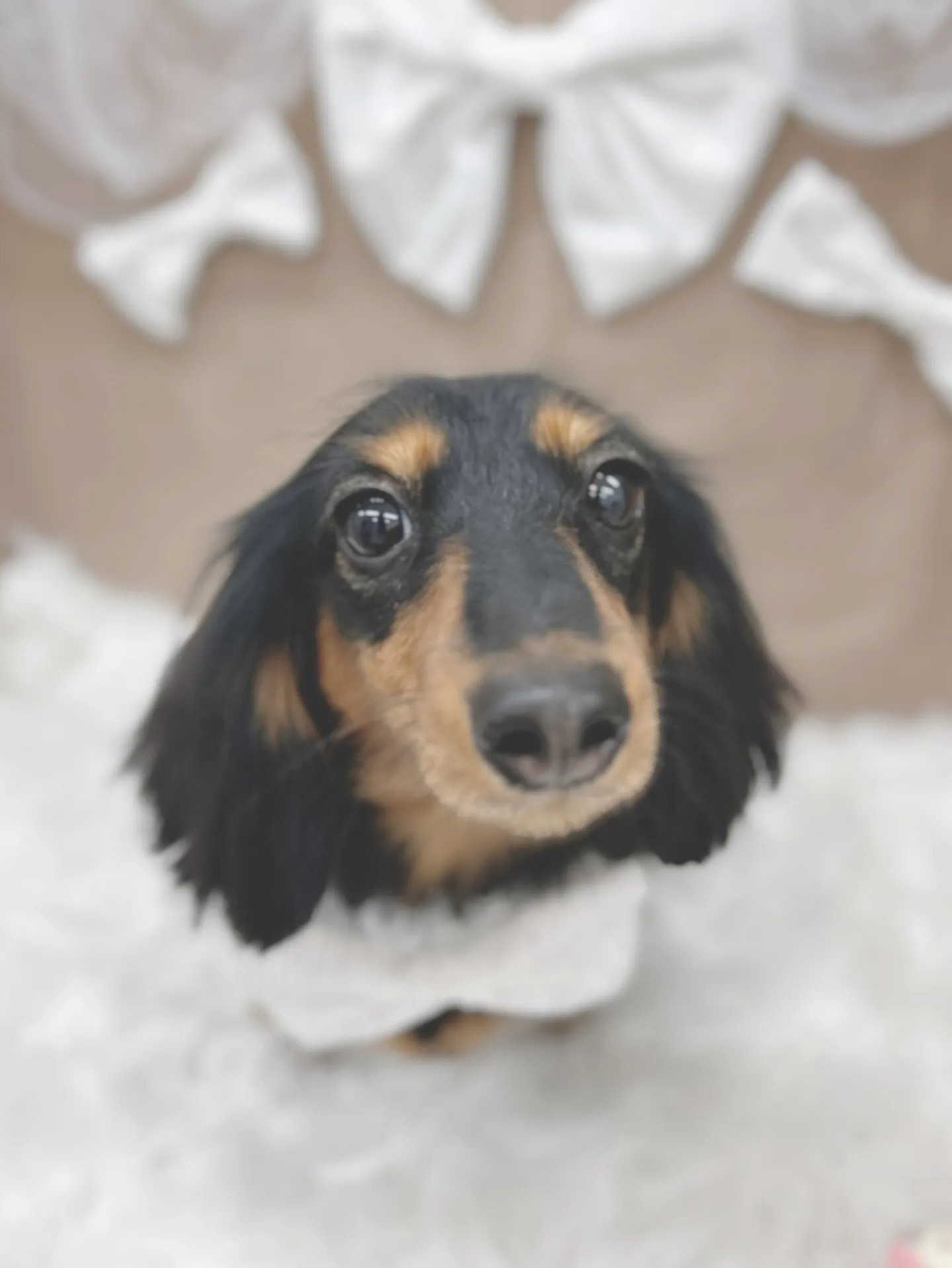 ୨୧ ∴トリミングサロン∴ ୨୧