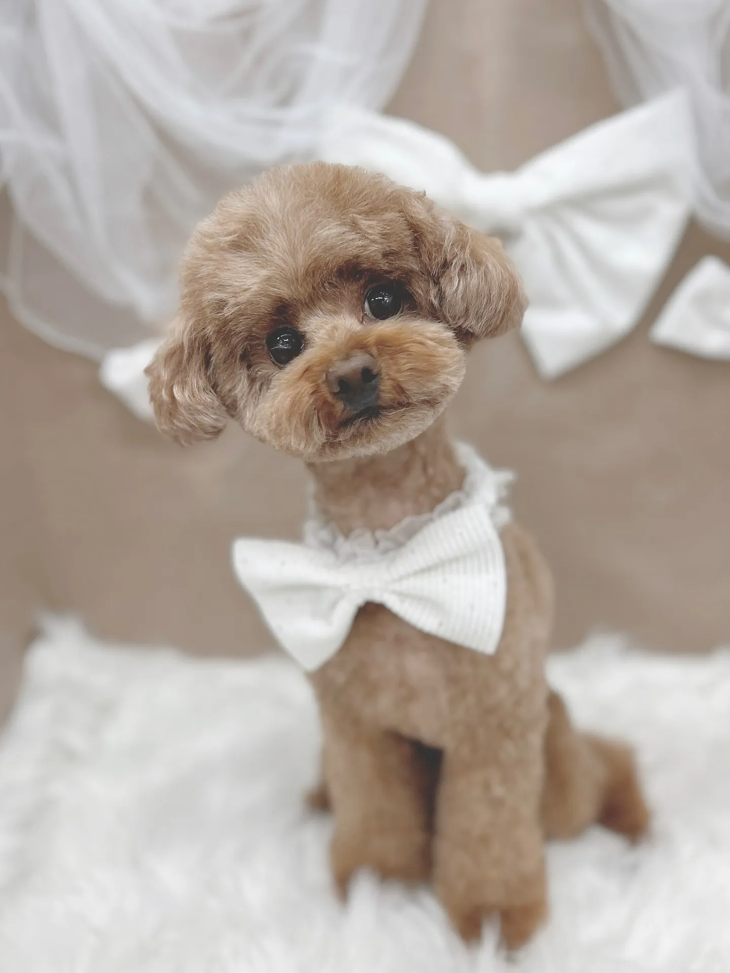 ୨୧ ∴トリミングサロン∴ ୨୧