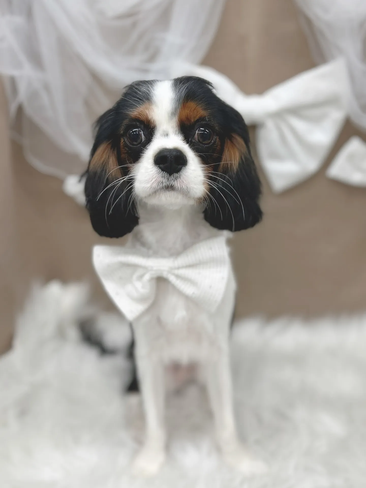 ୨୧ ∴トリミングサロン∴ ୨୧