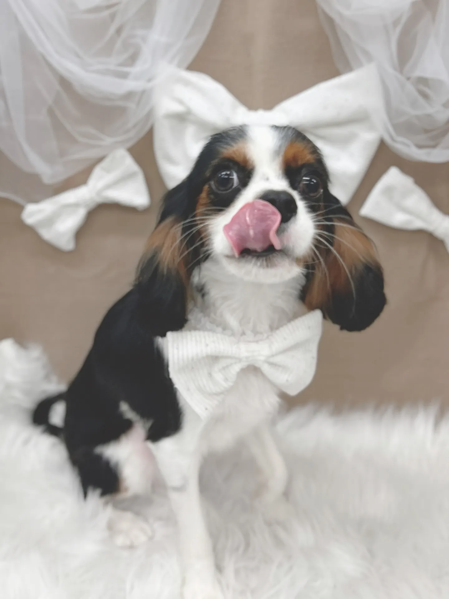 ୨୧ ∴トリミングサロン∴ ୨୧