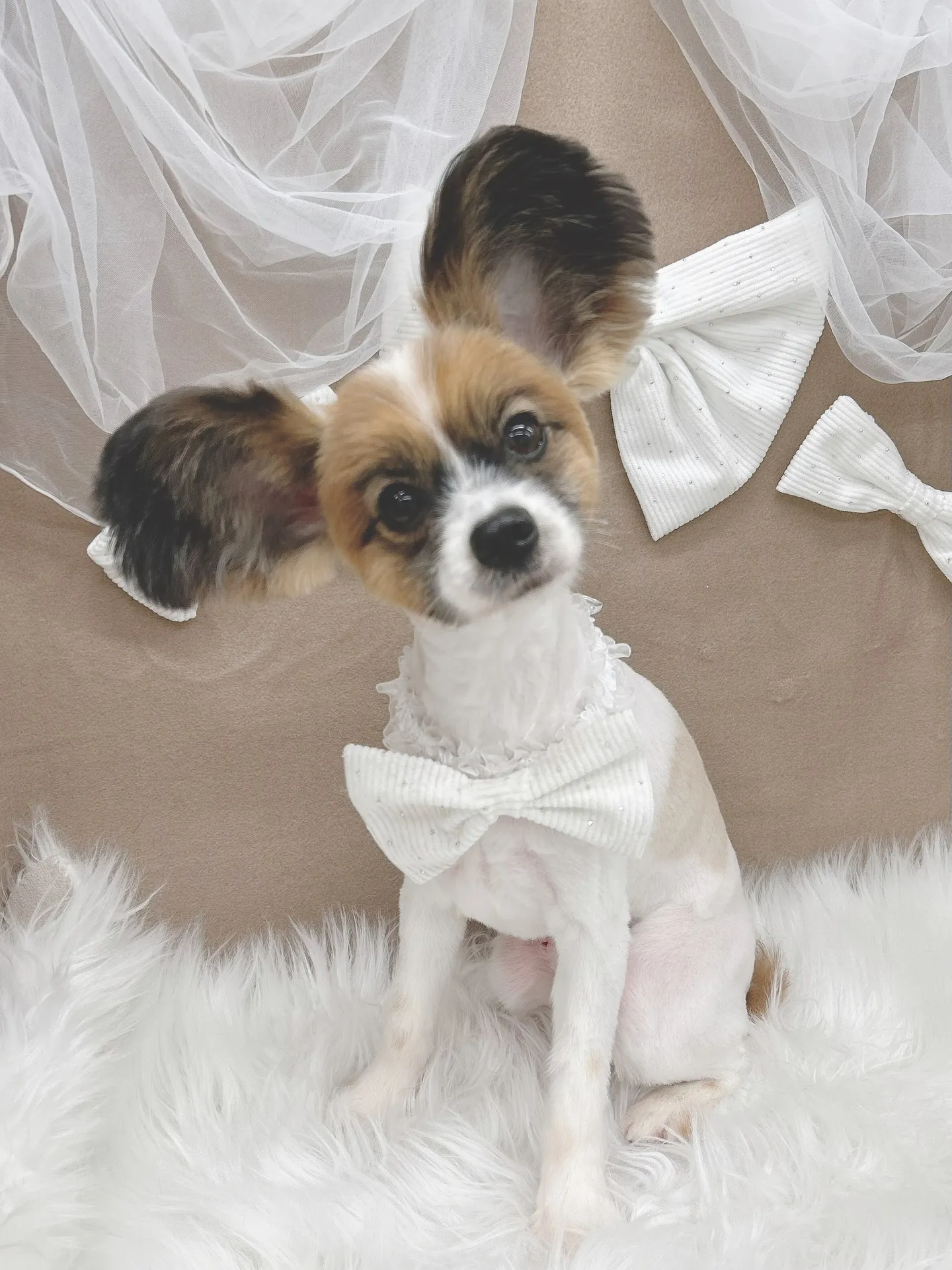 ୨୧ ∴トリミングサロン∴ ୨୧