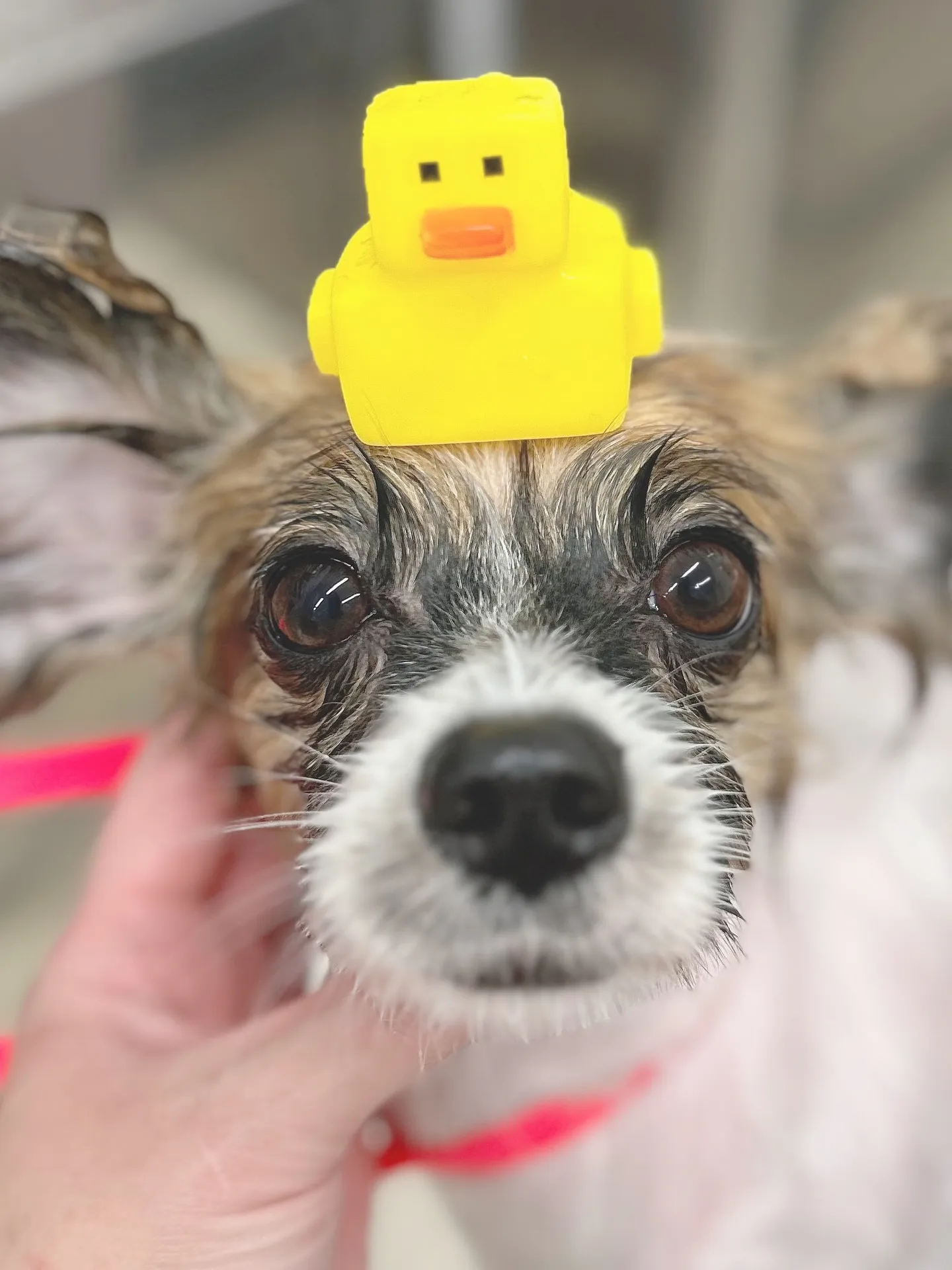 ୨୧ ∴トリミングサロン∴ ୨୧