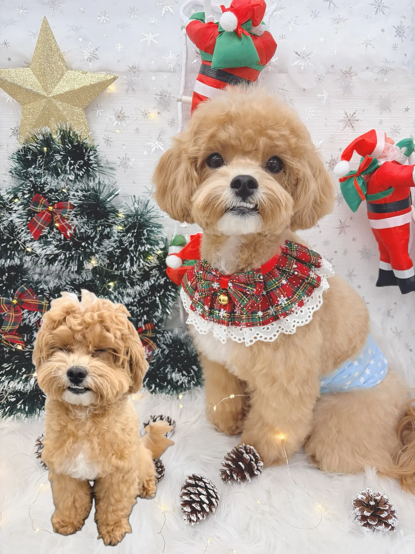 ୨୧ ∴トリミングサロン∴ ୨୧