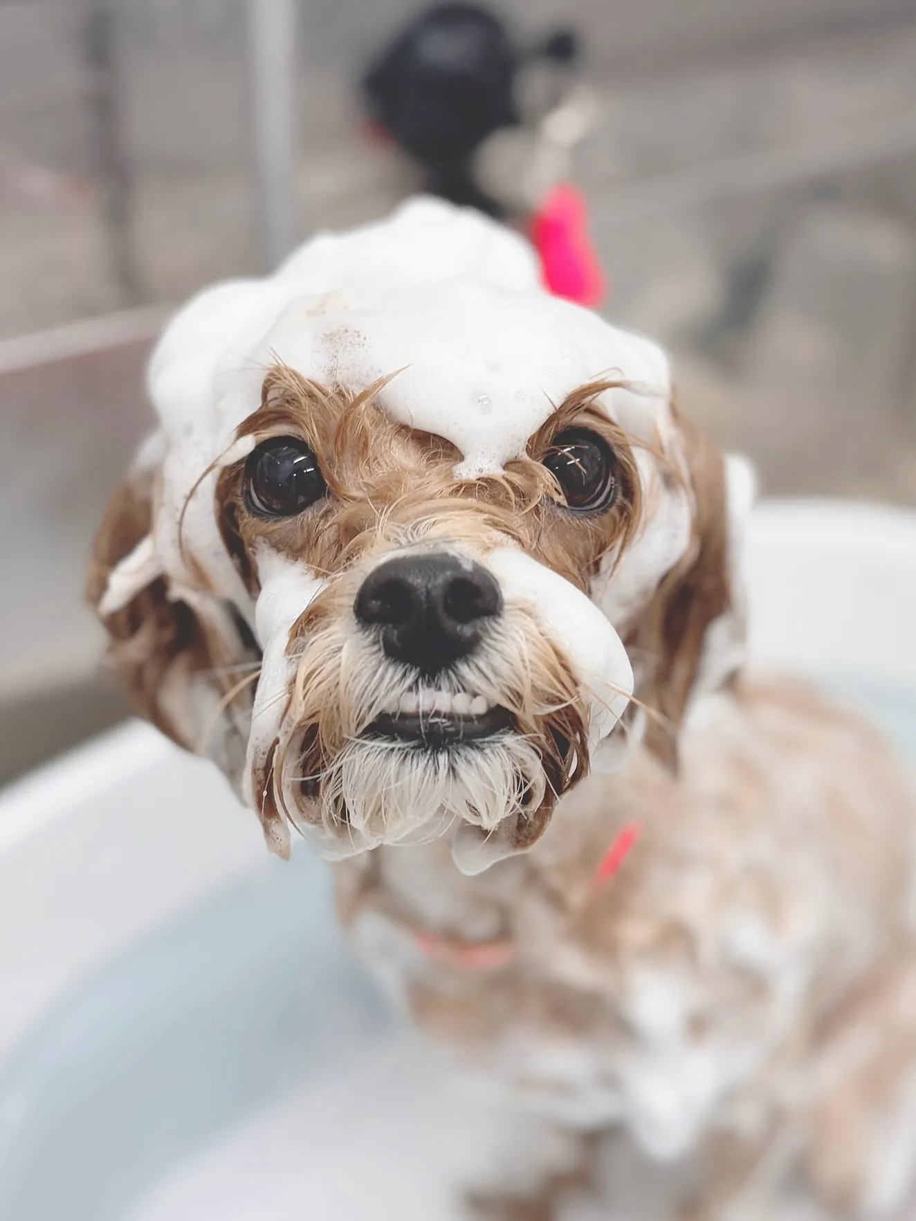 ୨୧ ∴トリミングサロン∴ ୨୧