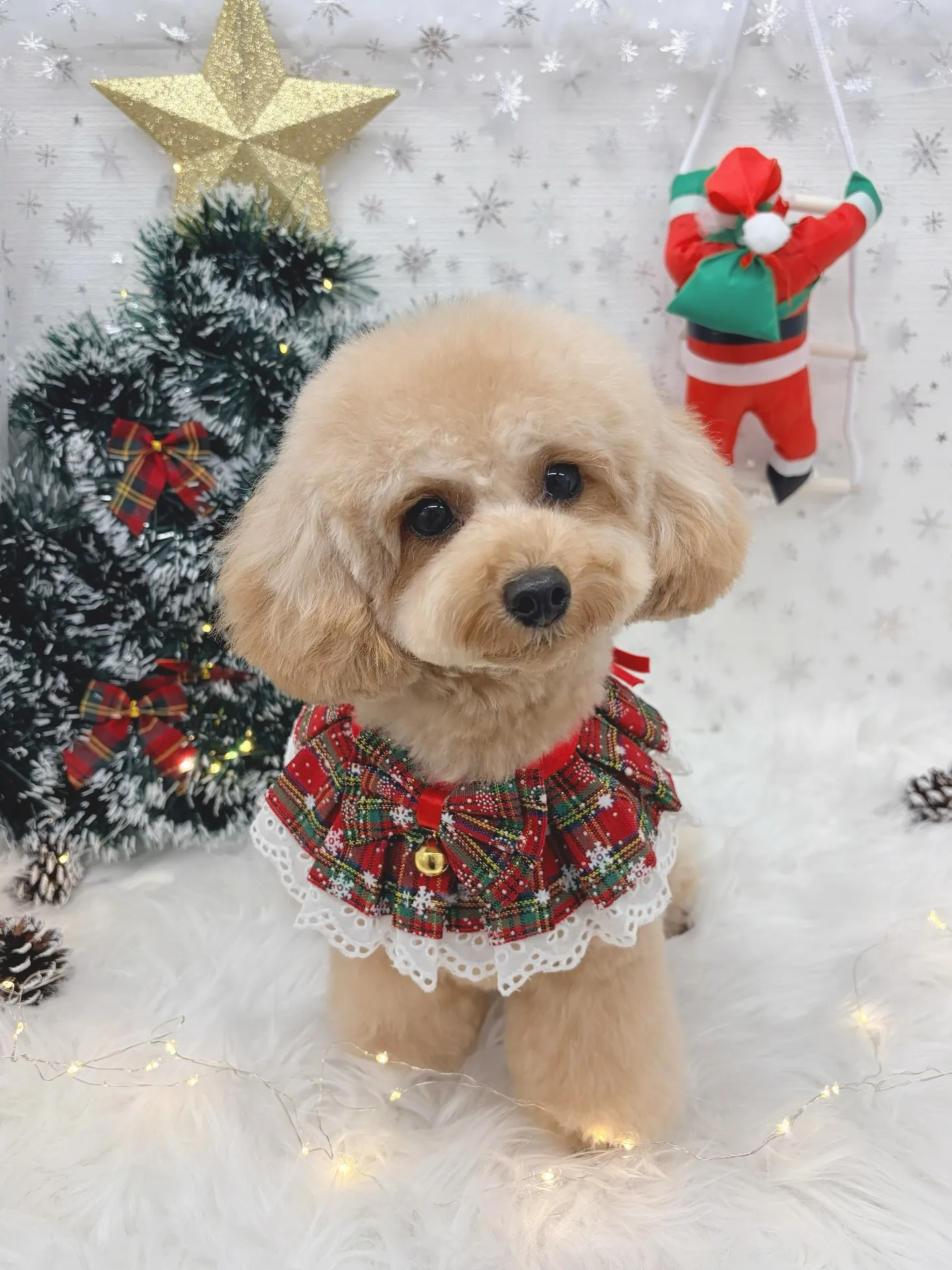 ୨୧ ∴トリミングサロン∴ ୨୧