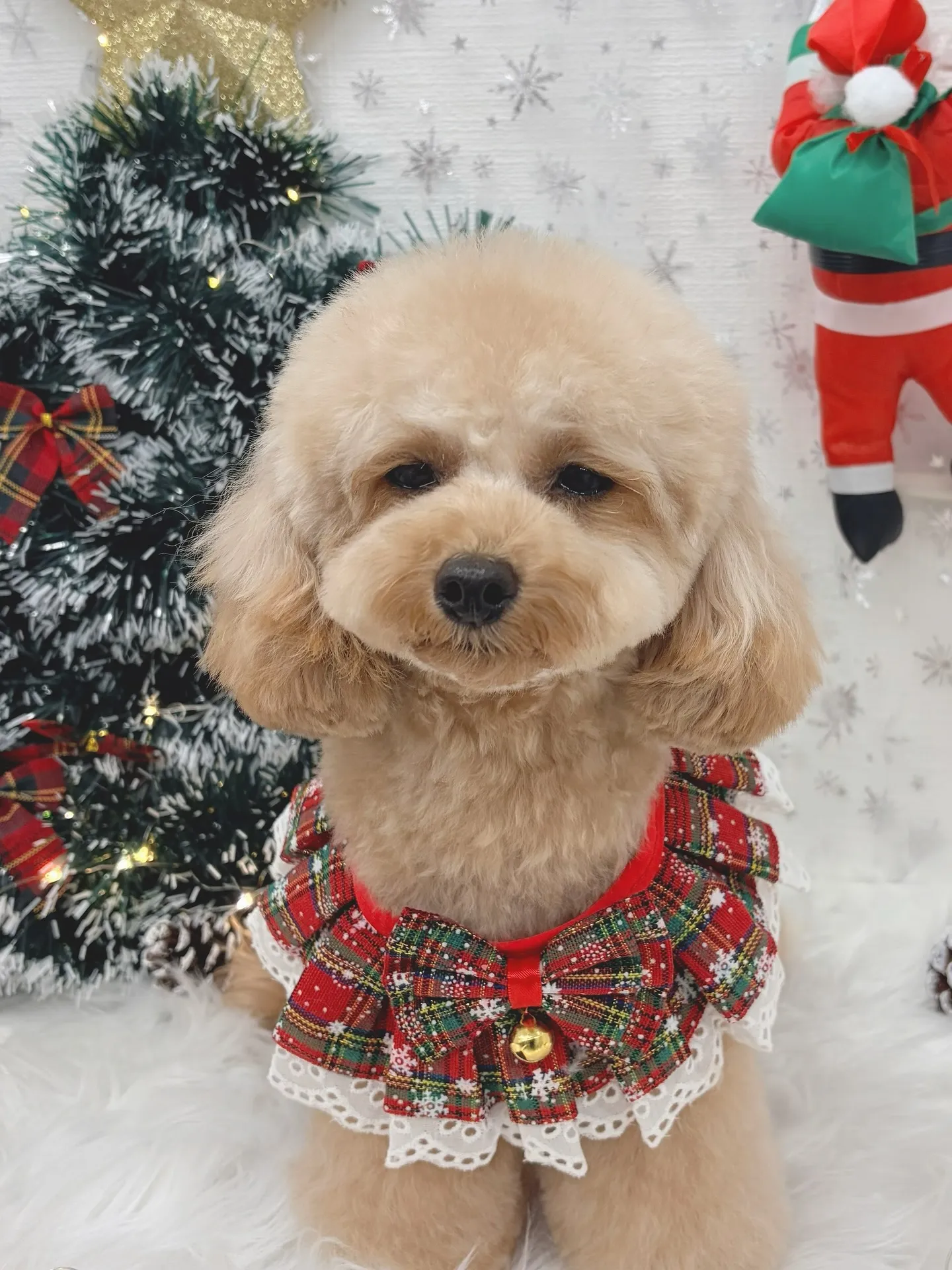 ୨୧ ∴トリミングサロン∴ ୨୧