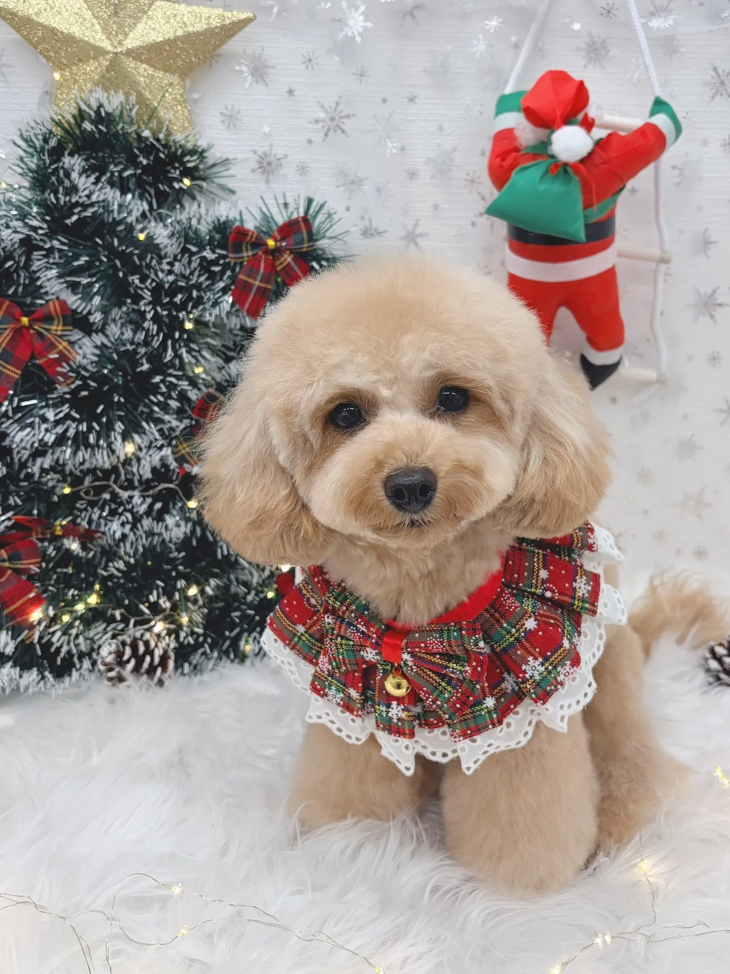 ୨୧ ∴トリミングサロン∴ ୨୧