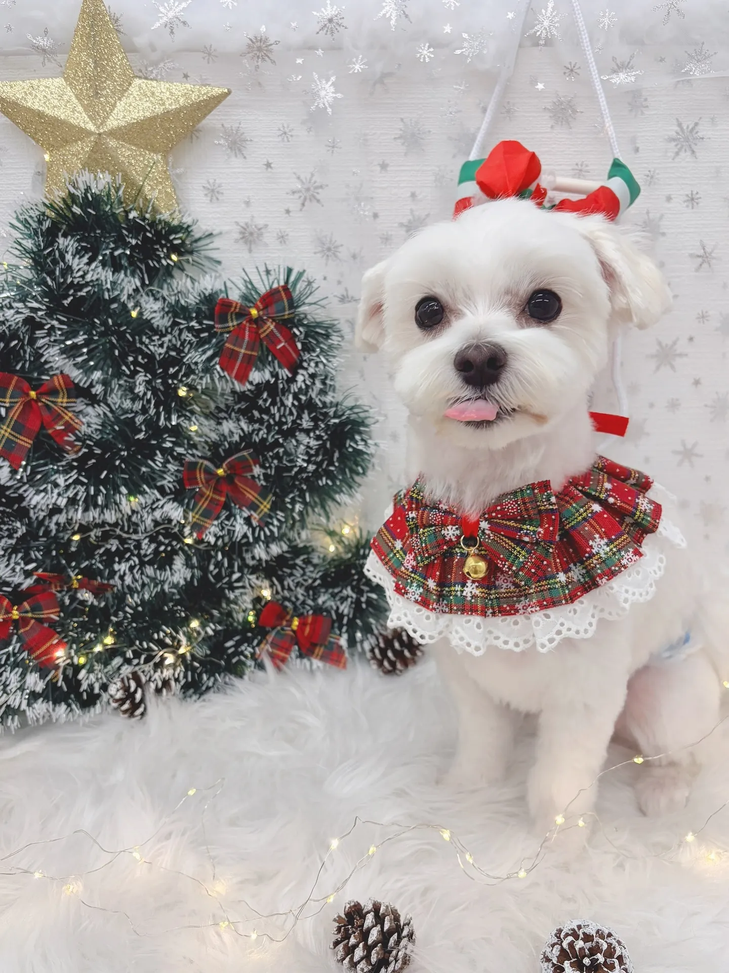 ୨୧ ∴トリミングサロン∴ ୨୧