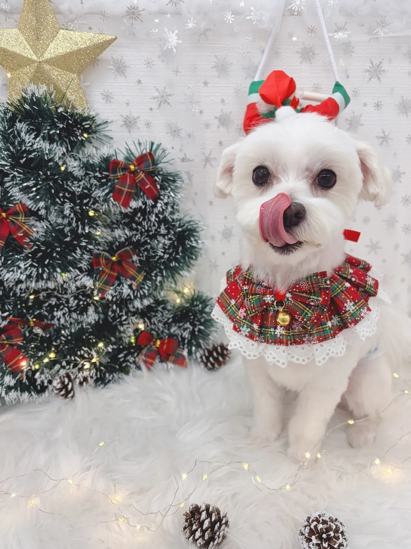 ୨୧ ∴トリミングサロン∴ ୨୧