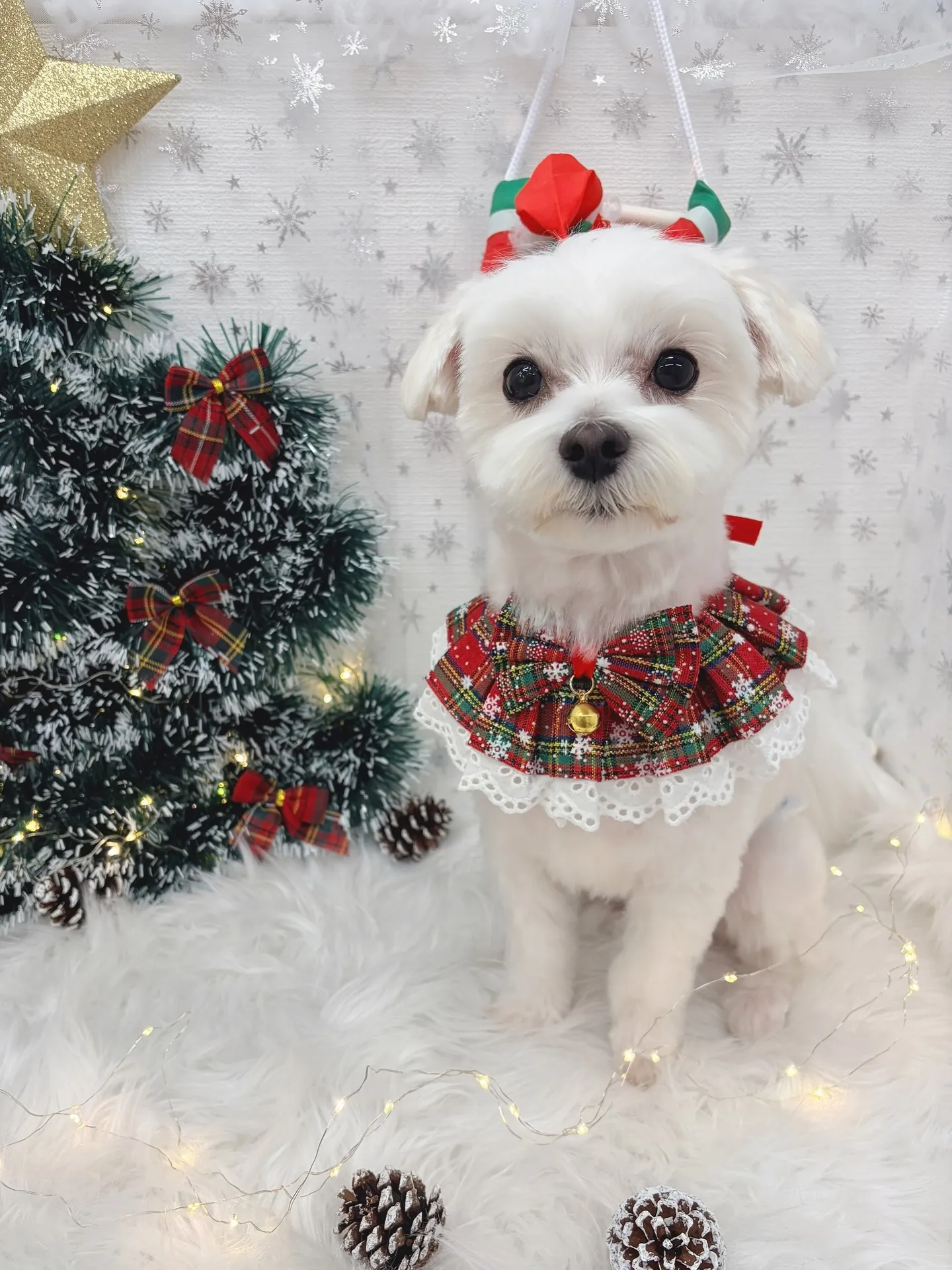 ୨୧ ∴トリミングサロン∴ ୨୧