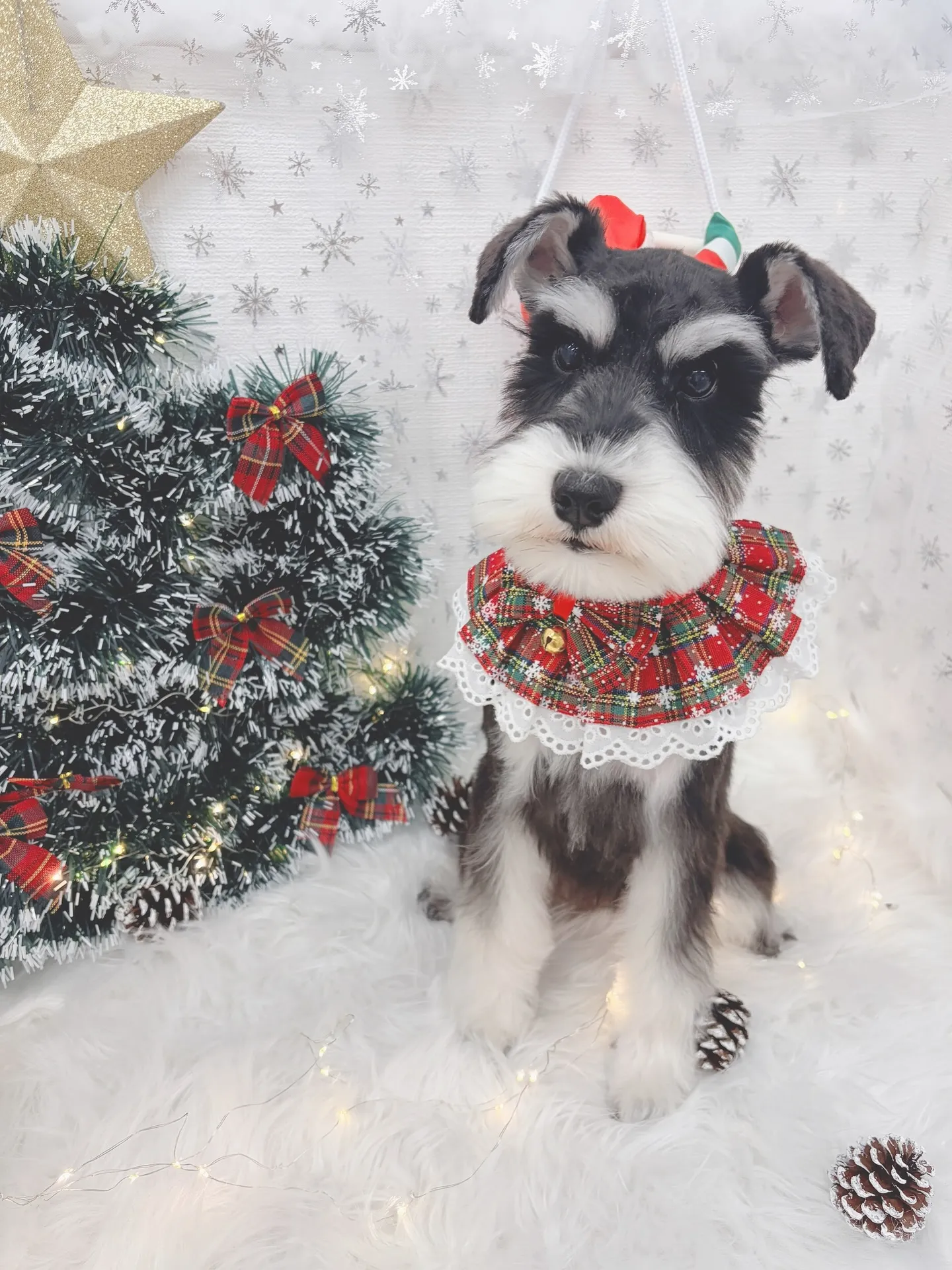 ୨୧ ∴トリミングサロン∴ ୨୧