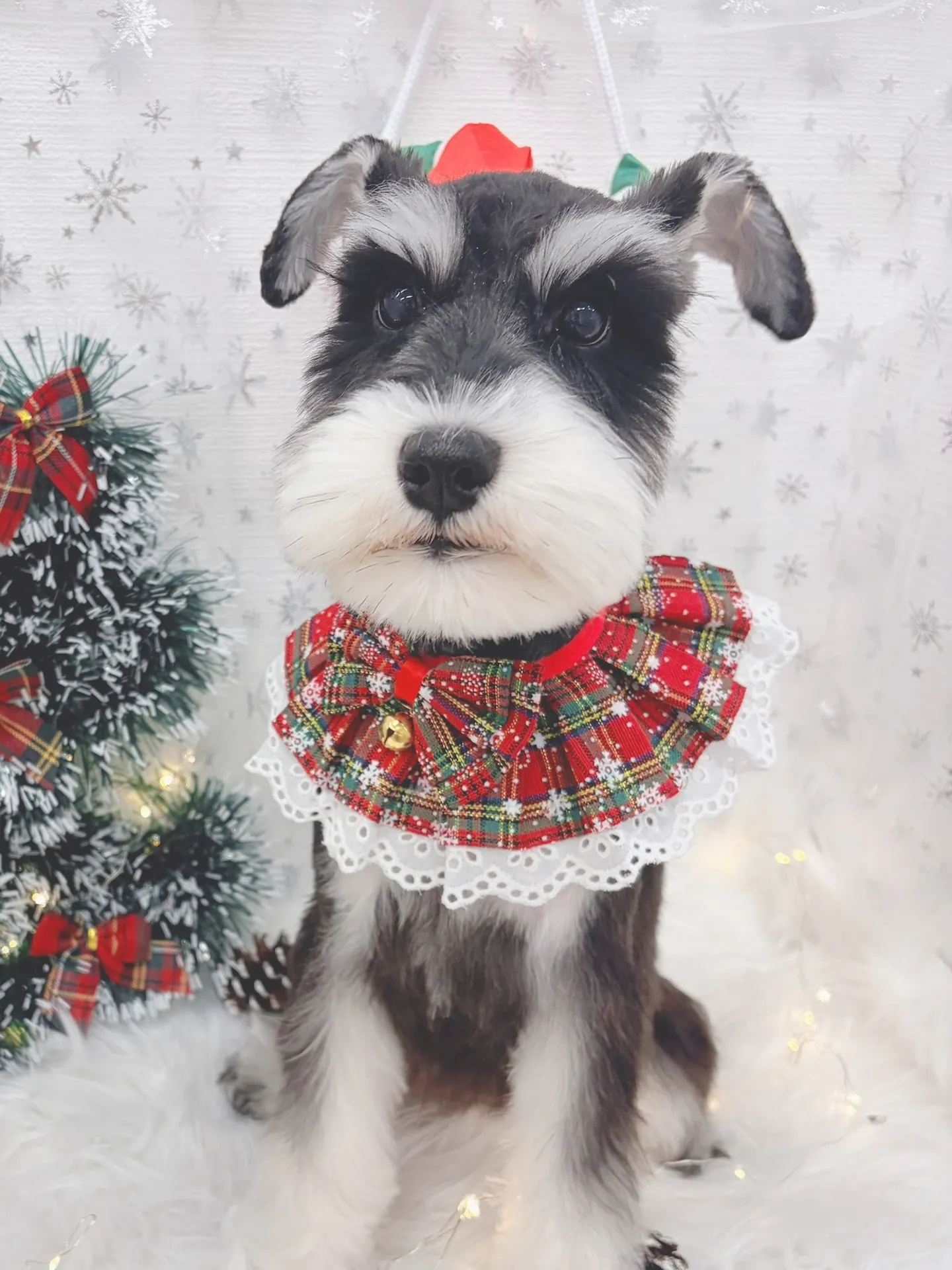 ୨୧ ∴トリミングサロン∴ ୨୧