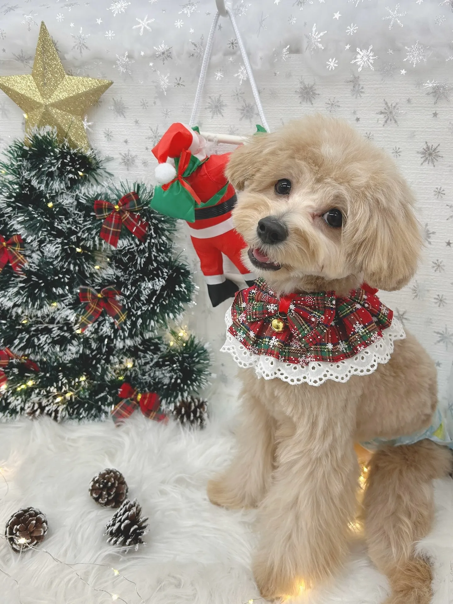 ୨୧ ∴トリミングサロン∴ ୨୧