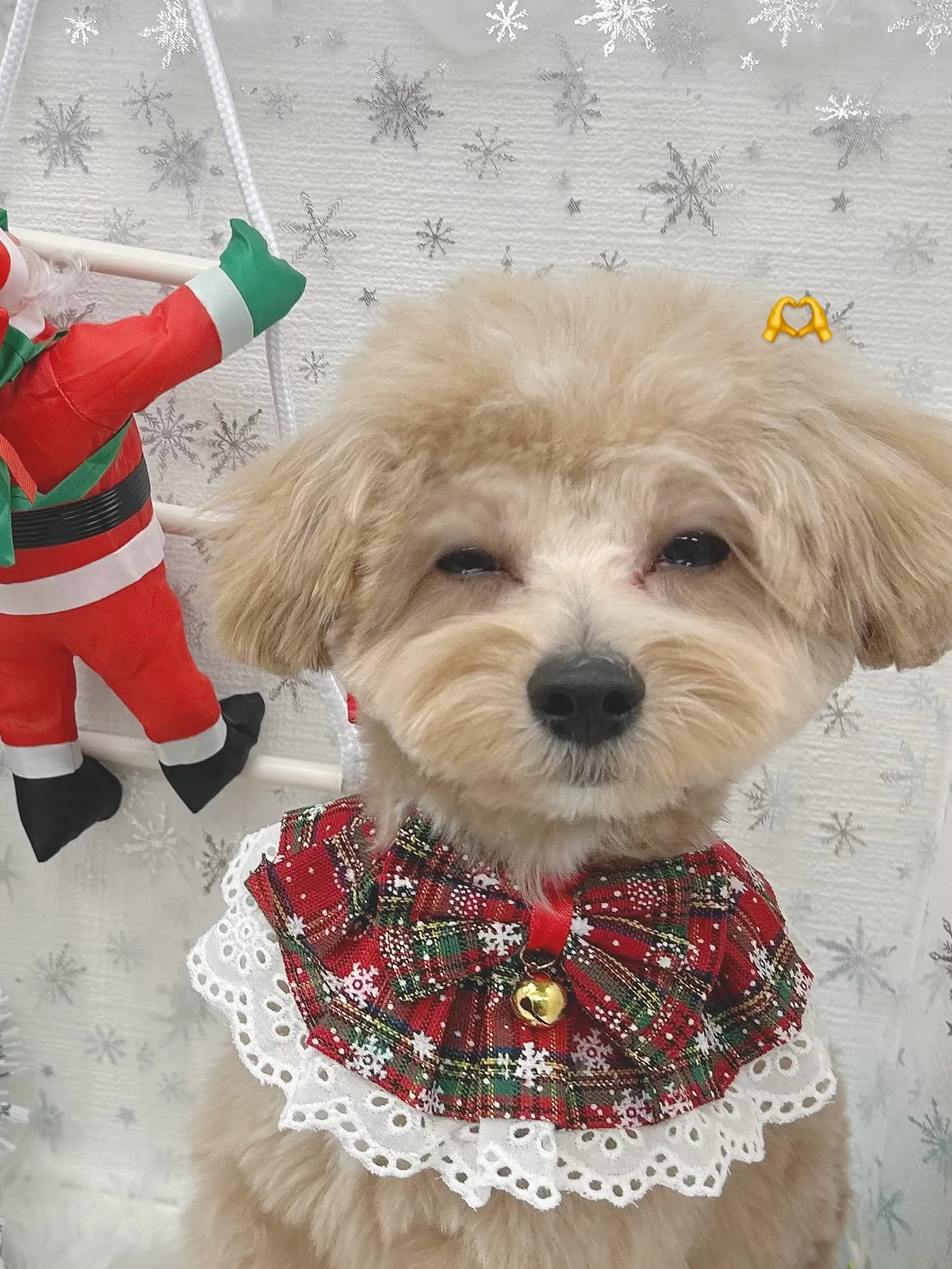 ୨୧ ∴トリミングサロン∴ ୨୧