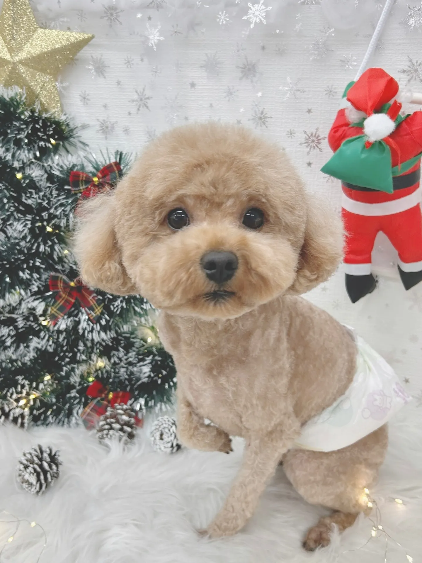 ୨୧ ∴トリミングサロン∴ ୨୧