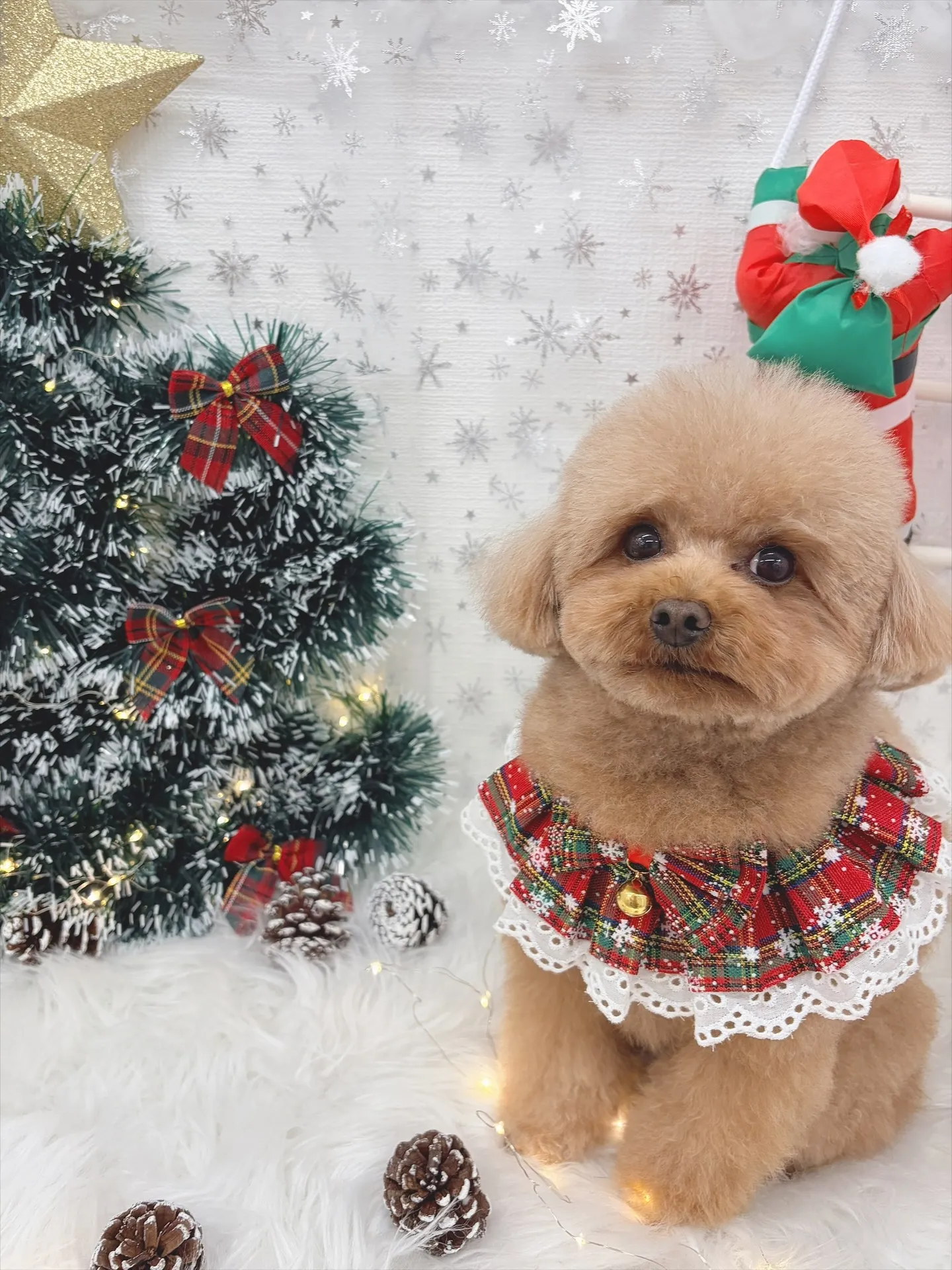 ୨୧ ∴トリミングサロン∴ ୨୧