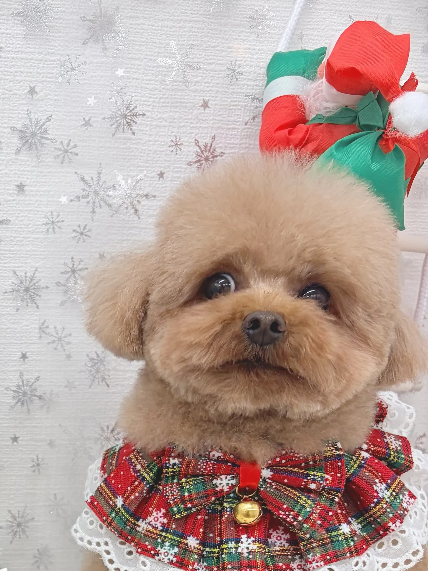 ୨୧ ∴トリミングサロン∴ ୨୧