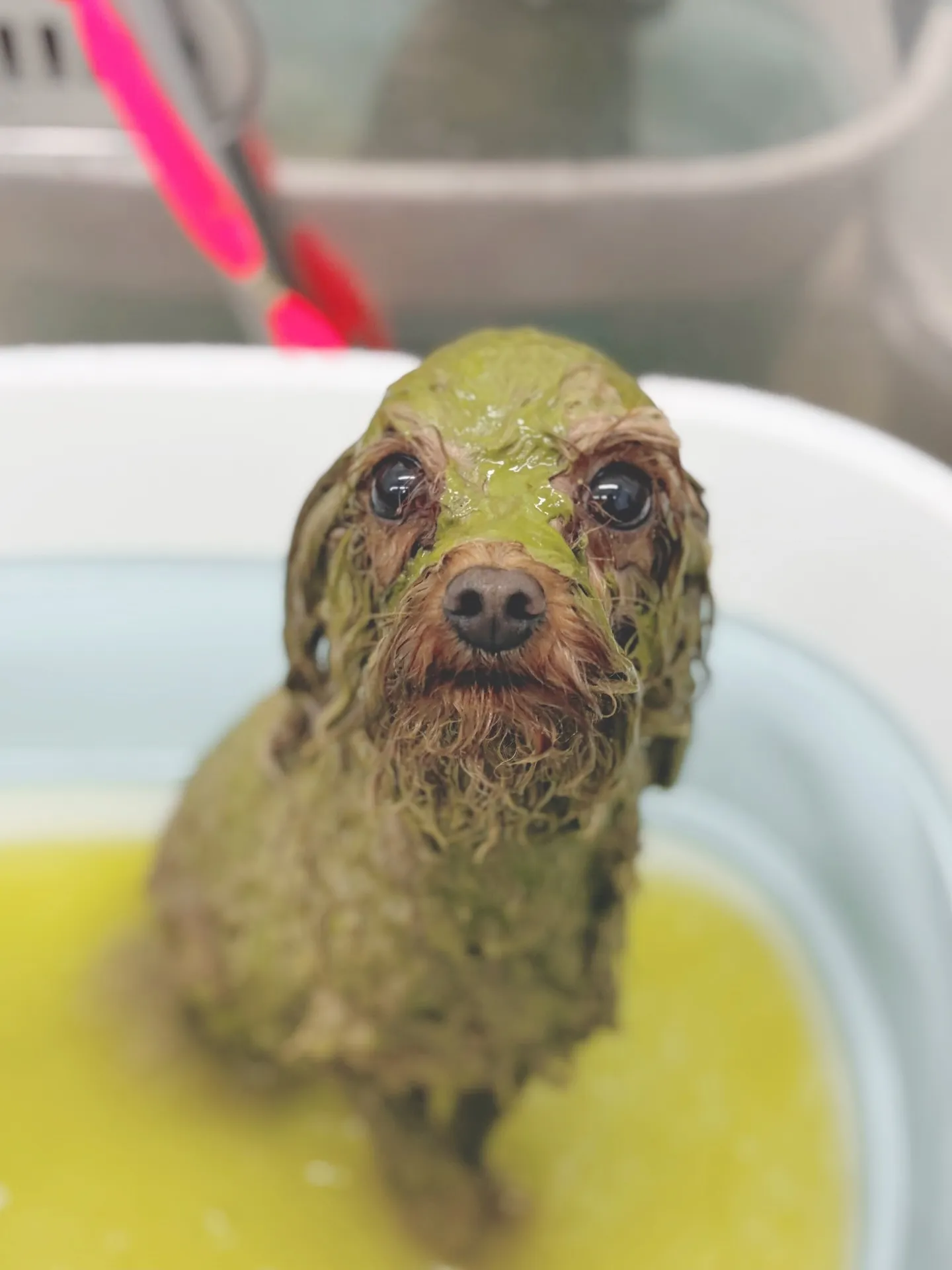 ୨୧ ∴トリミングサロン∴ ୨୧