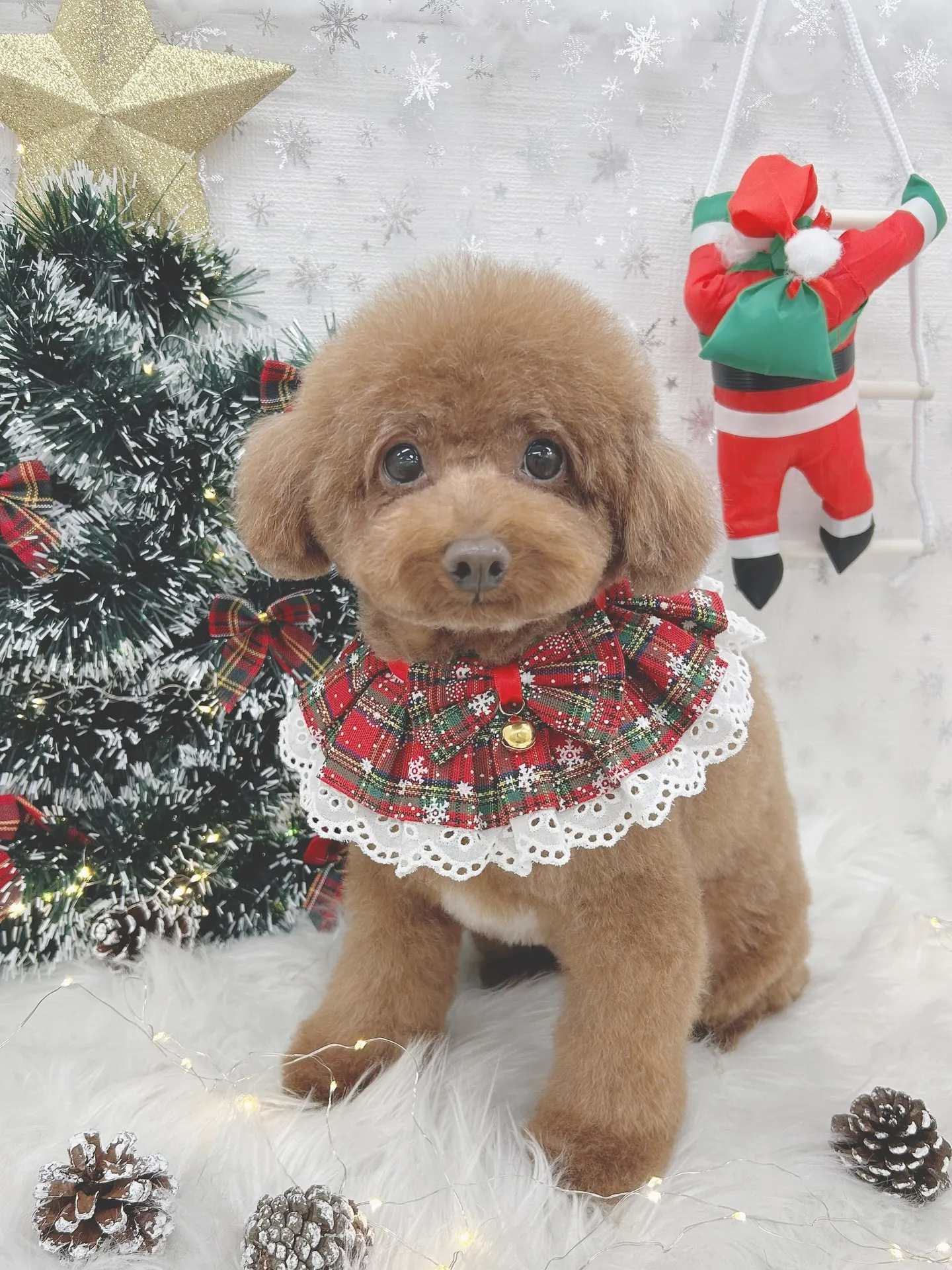 ୨୧ ∴トリミングサロン∴ ୨୧