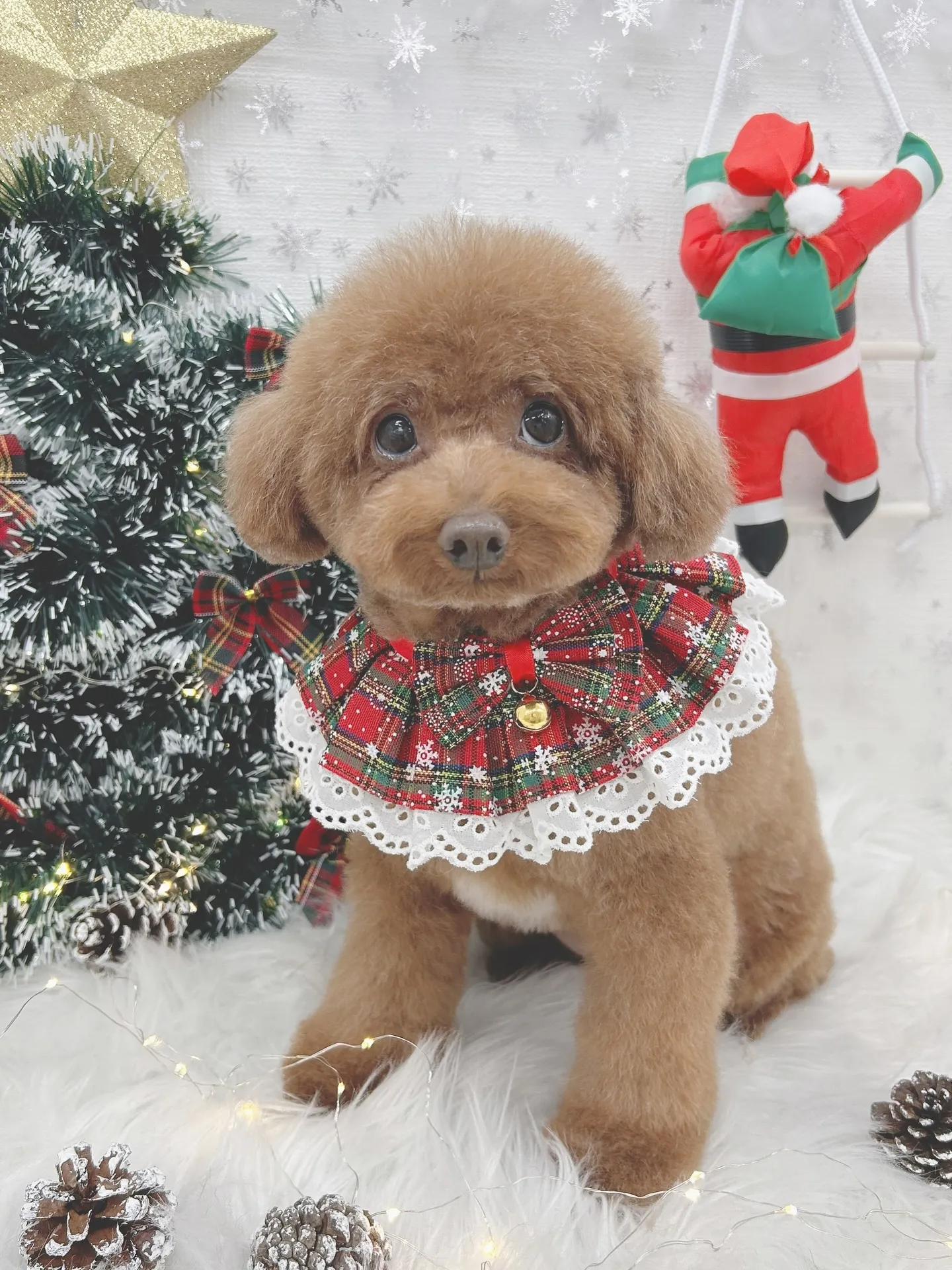 ୨୧ ∴トリミングサロン∴ ୨୧