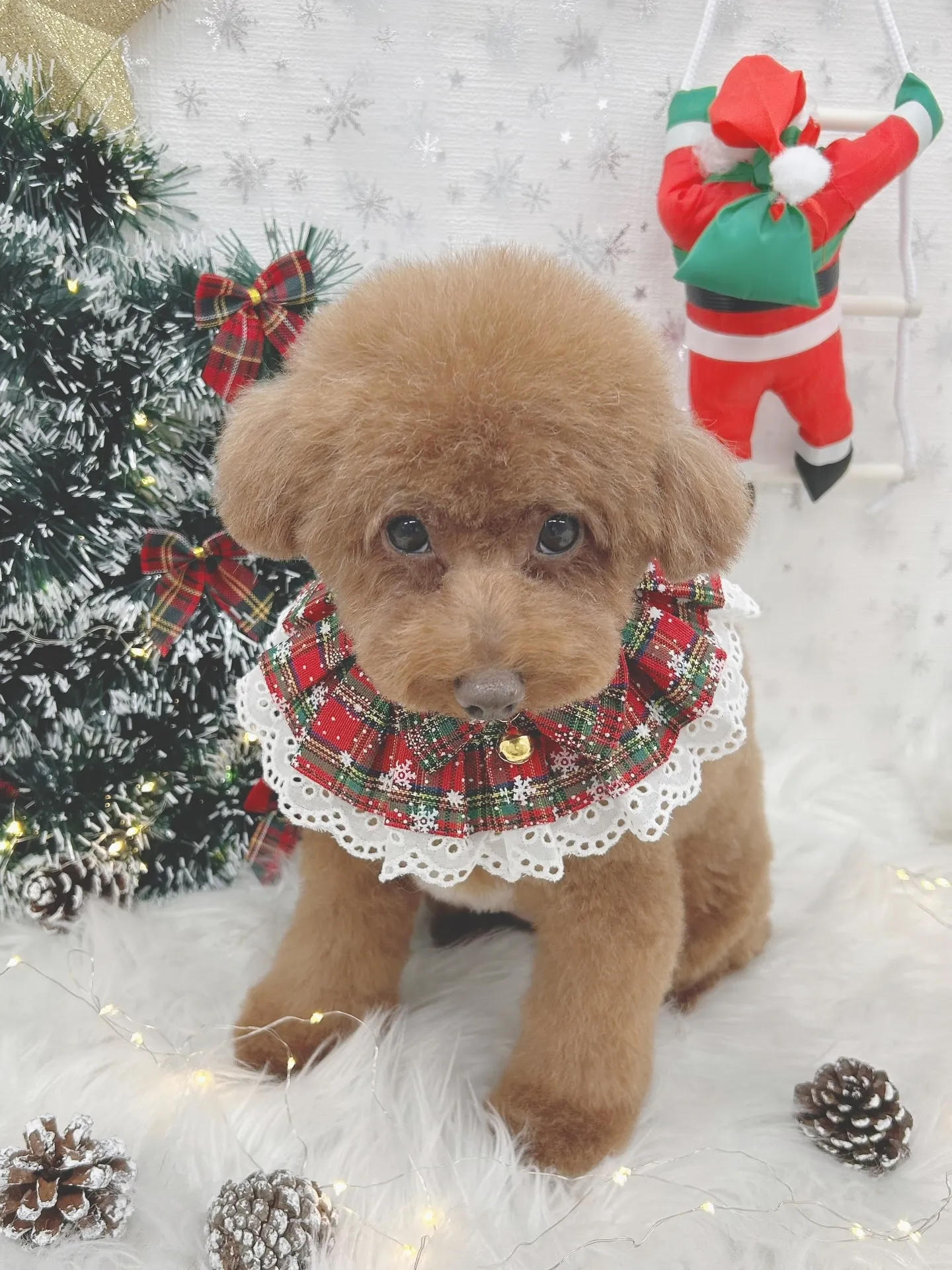 ୨୧ ∴トリミングサロン∴ ୨୧