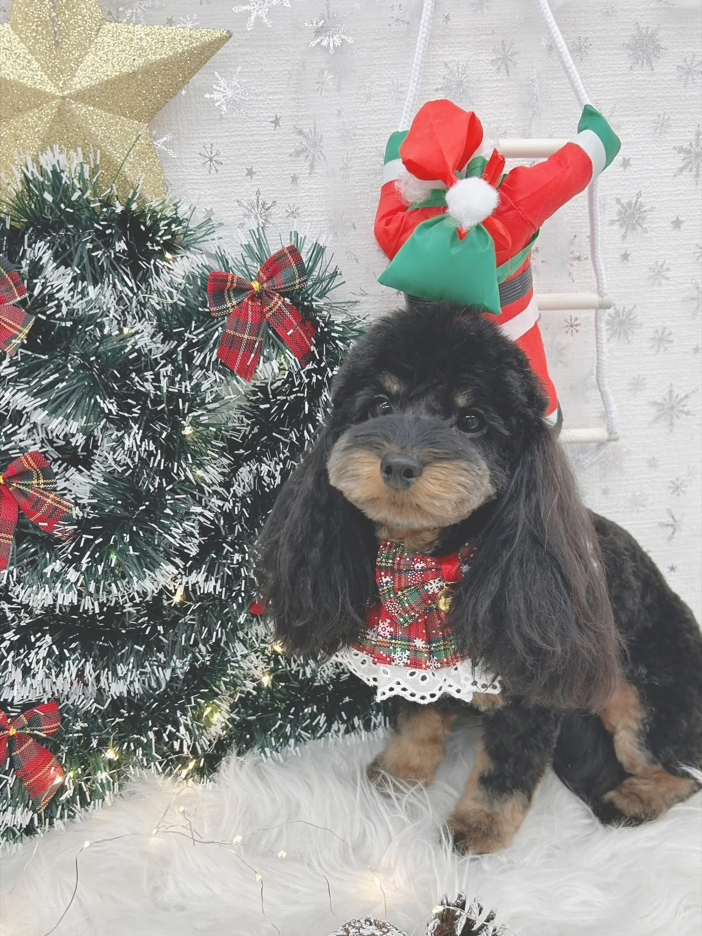 ୨୧ ∴トリミングサロン∴ ୨୧