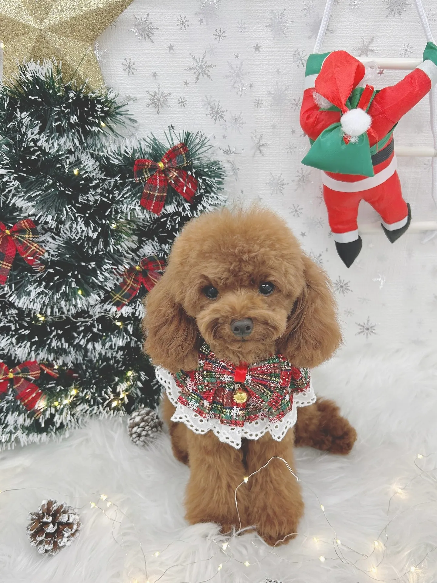 ୨୧ ∴トリミングサロン∴ ୨୧