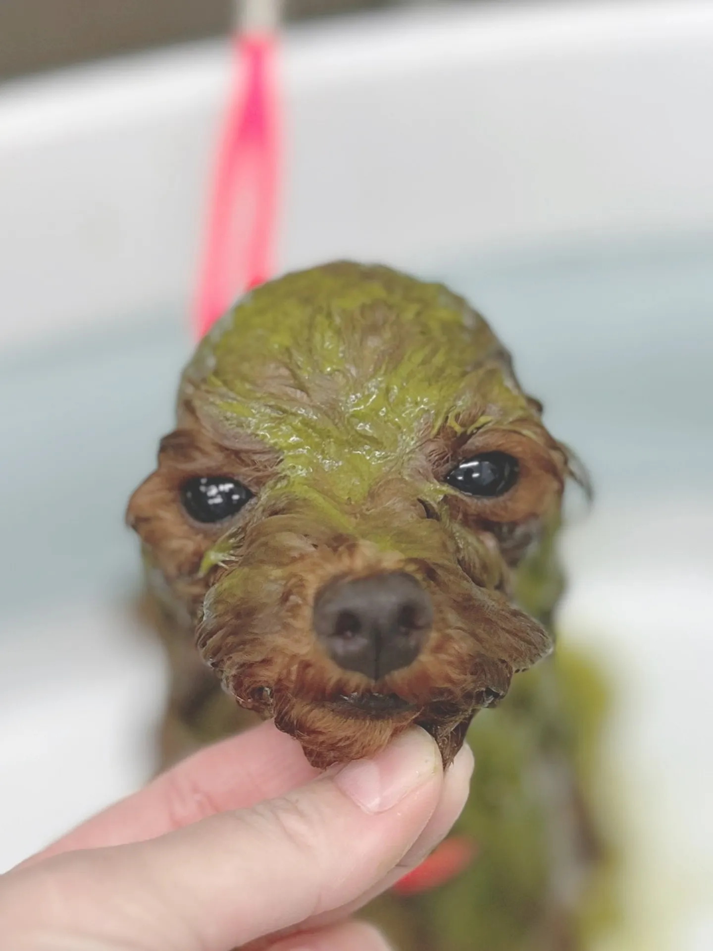 ୨୧ ∴トリミングサロン∴ ୨୧