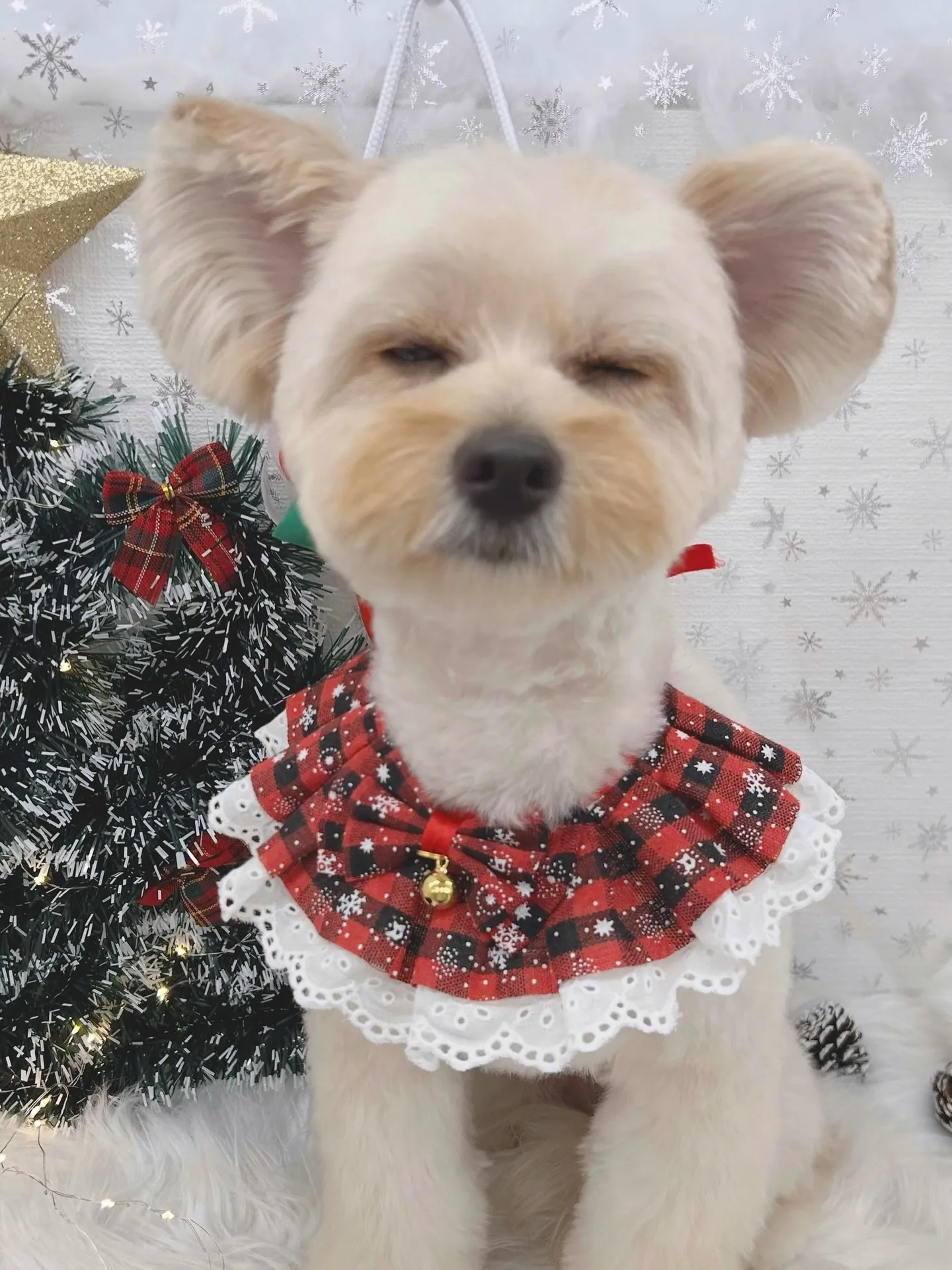 ୨୧ ∴トリミングサロン∴ ୨୧