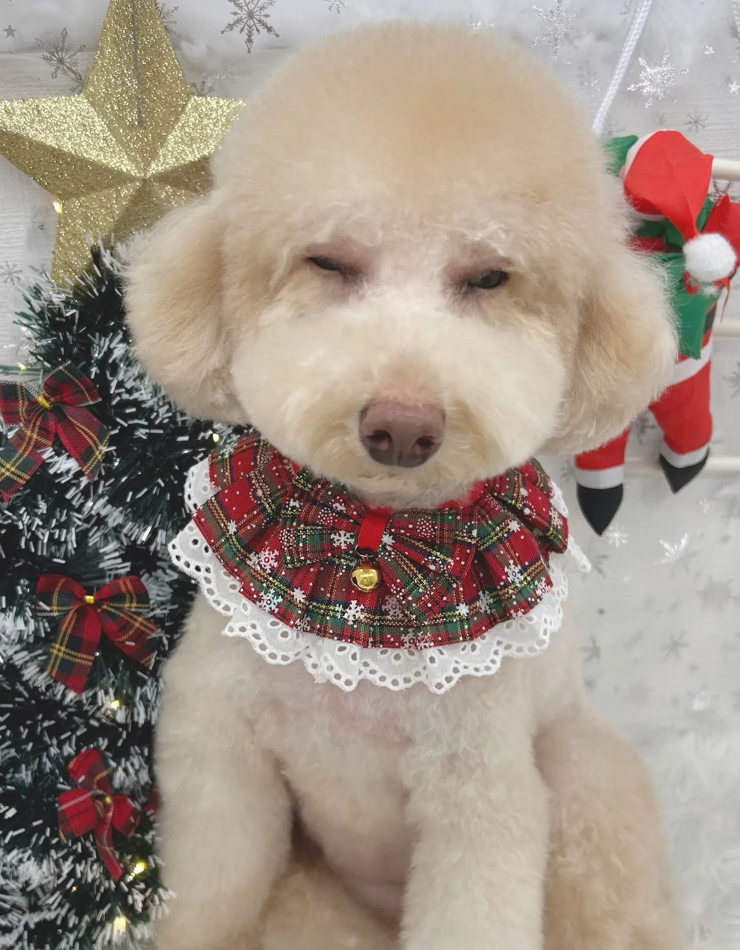 ୨୧ ∴トリミングサロン∴ ୨୧