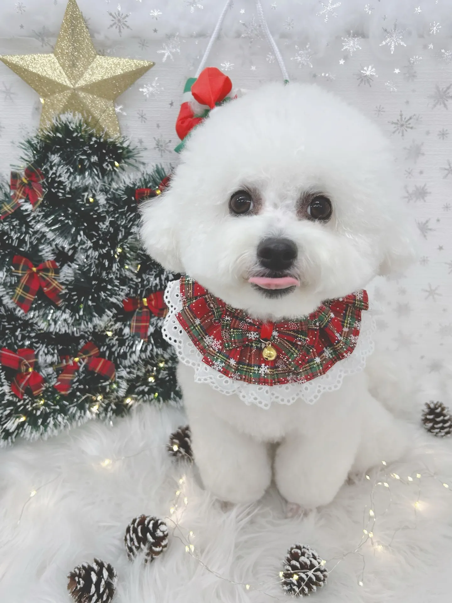 ୨୧ ∴トリミングサロン∴ ୨୧