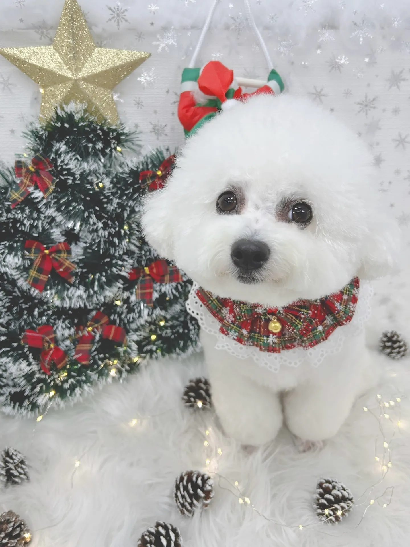 ୨୧ ∴トリミングサロン∴ ୨୧