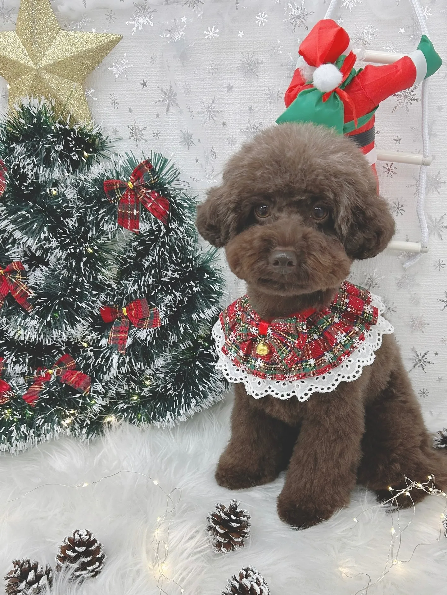 ୨୧ ∴トリミングサロン∴ ୨୧