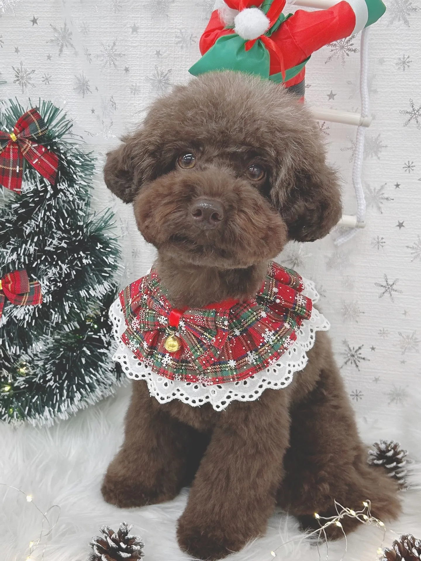 ୨୧ ∴トリミングサロン∴ ୨୧