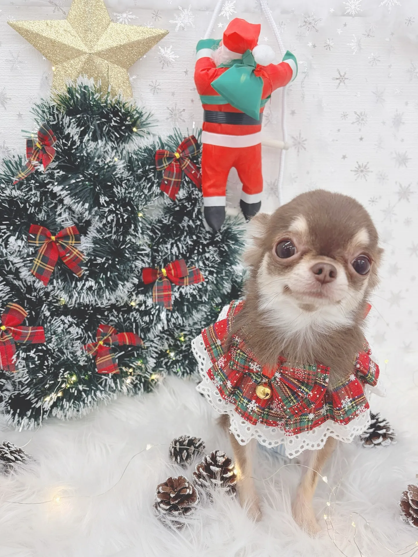 ୨୧ ∴トリミングサロン∴ ୨୧