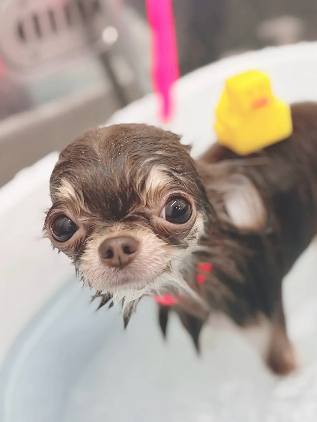 ୨୧ ∴トリミングサロン∴ ୨୧