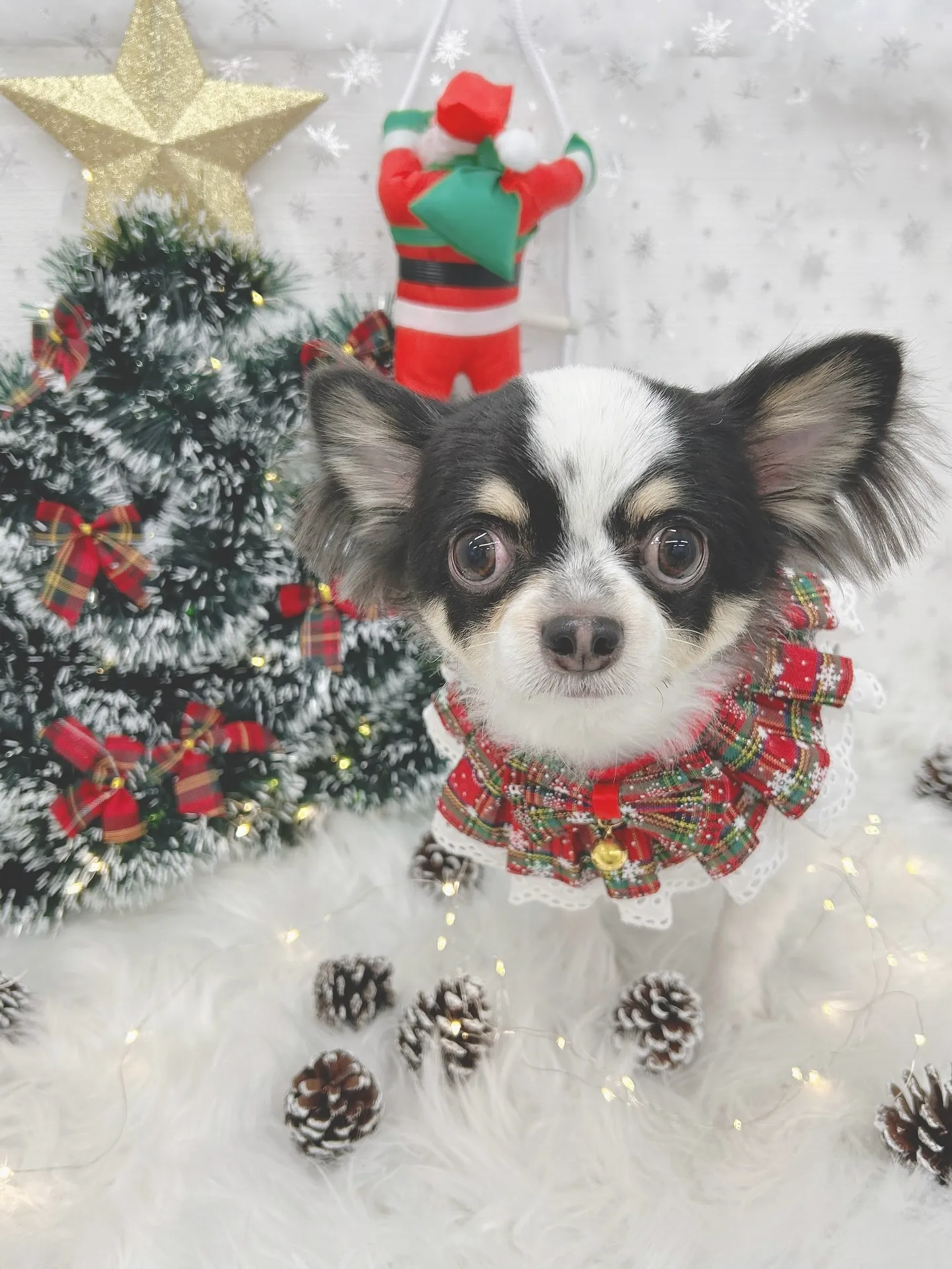 ୨୧ ∴トリミングサロン∴ ୨୧