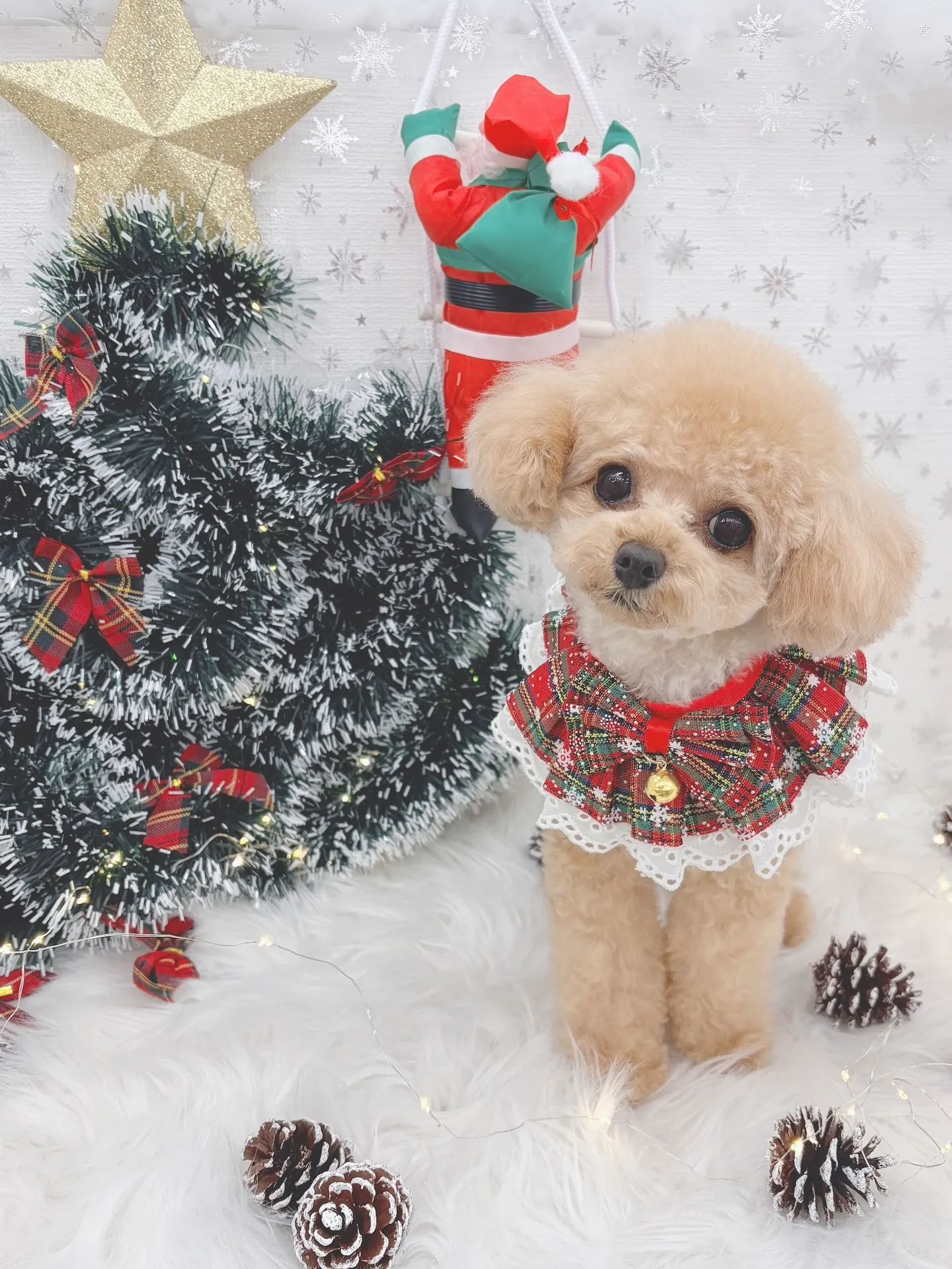 ୨୧ ∴トリミングサロン∴ ୨୧