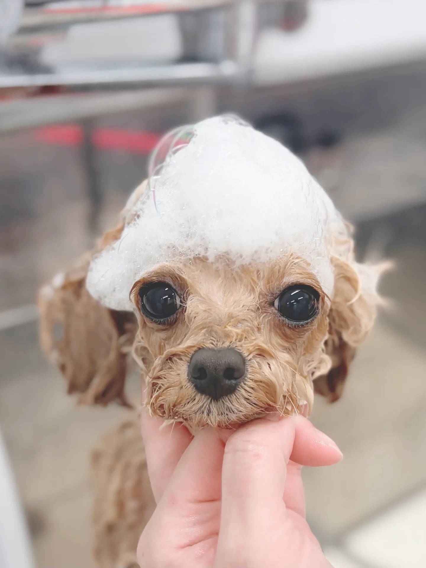 ୨୧ ∴トリミングサロン∴ ୨୧