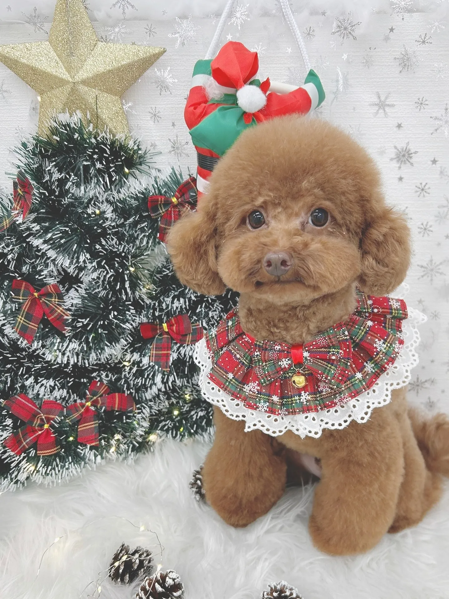 ୨୧ ∴トリミングサロン∴ ୨୧