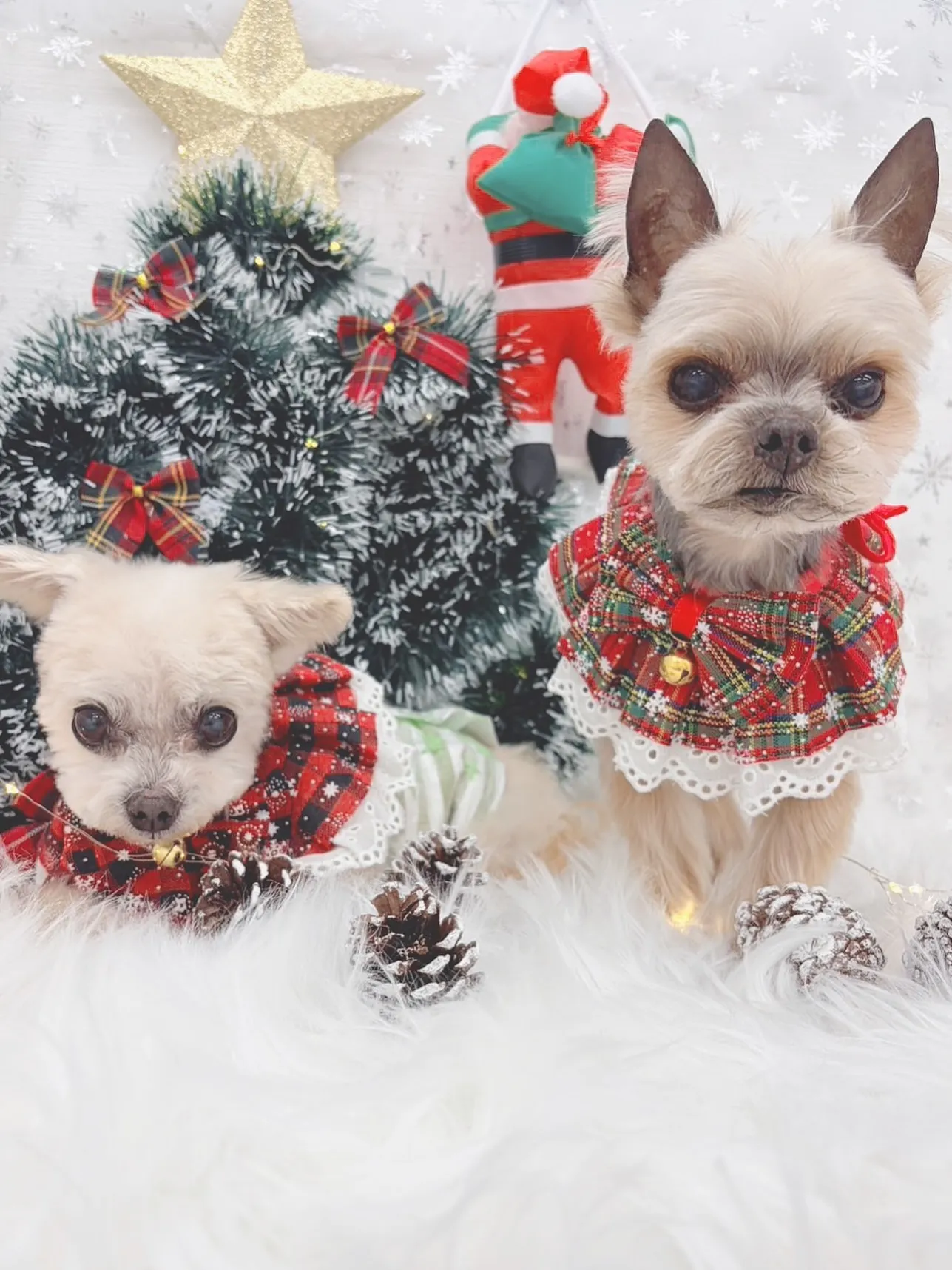 ୨୧ ∴トリミングサロン∴ ୨୧