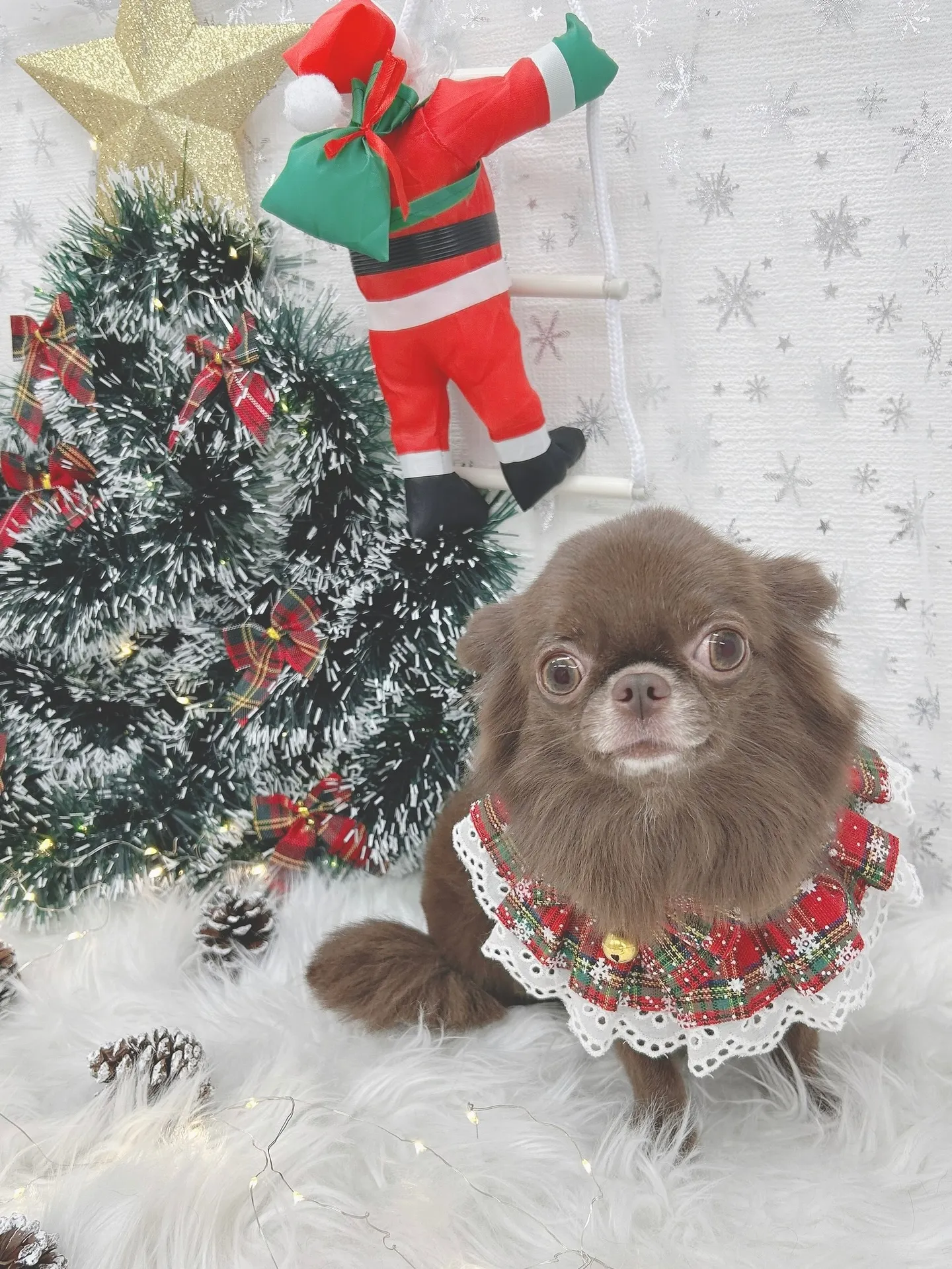 ୨୧ ∴トリミングサロン∴ ୨୧