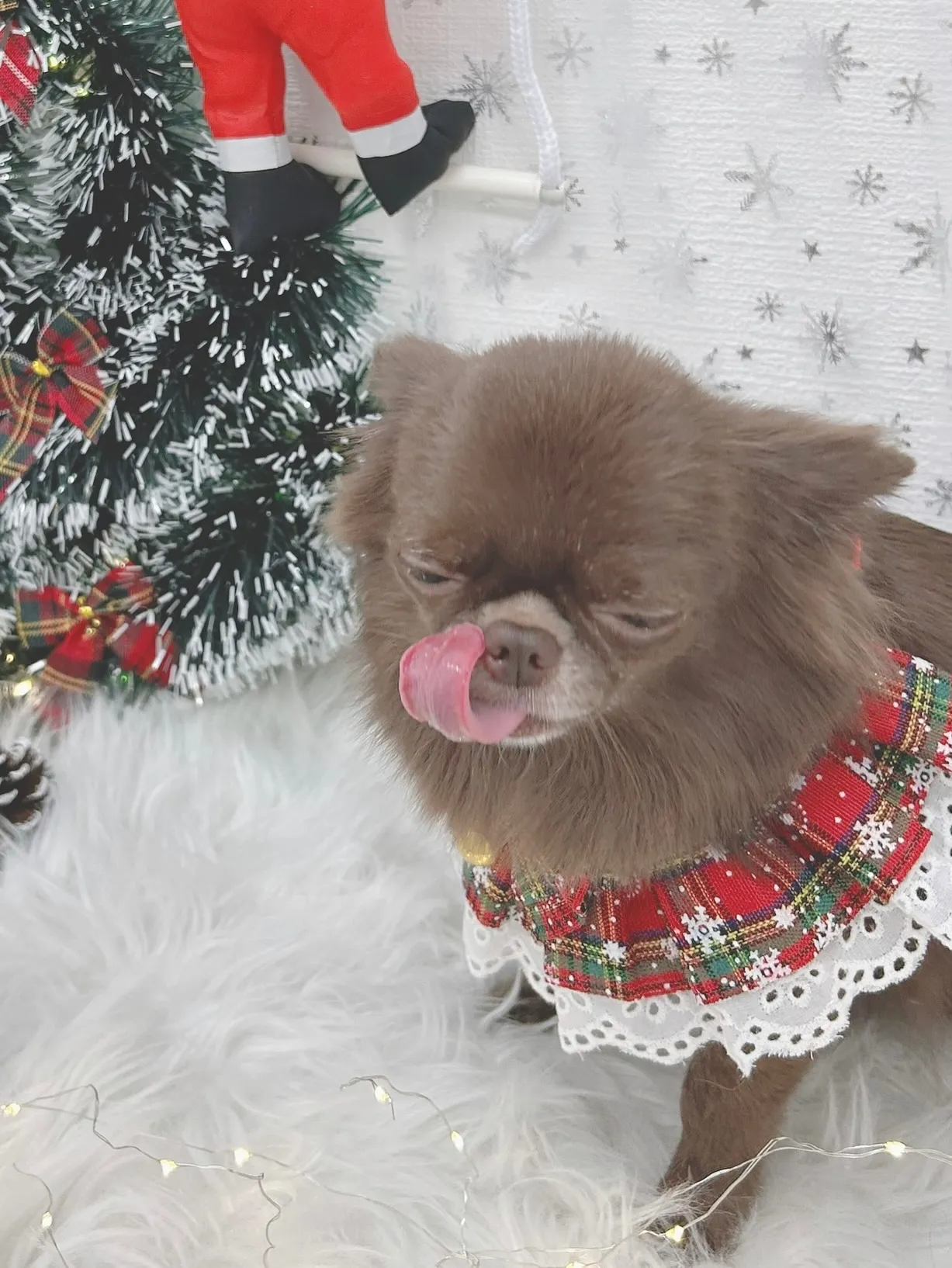 ୨୧ ∴トリミングサロン∴ ୨୧