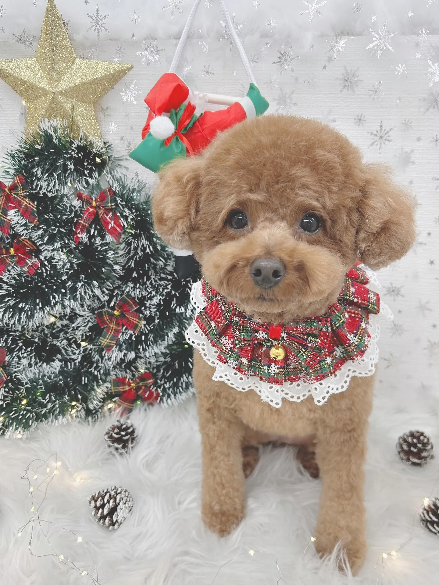 ୨୧ ∴トリミングサロン∴ ୨୧