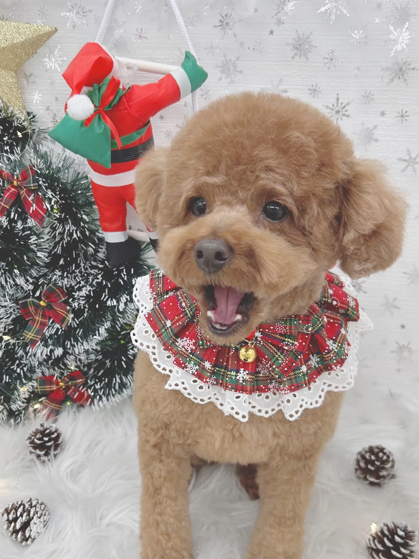 ୨୧ ∴トリミングサロン∴ ୨୧