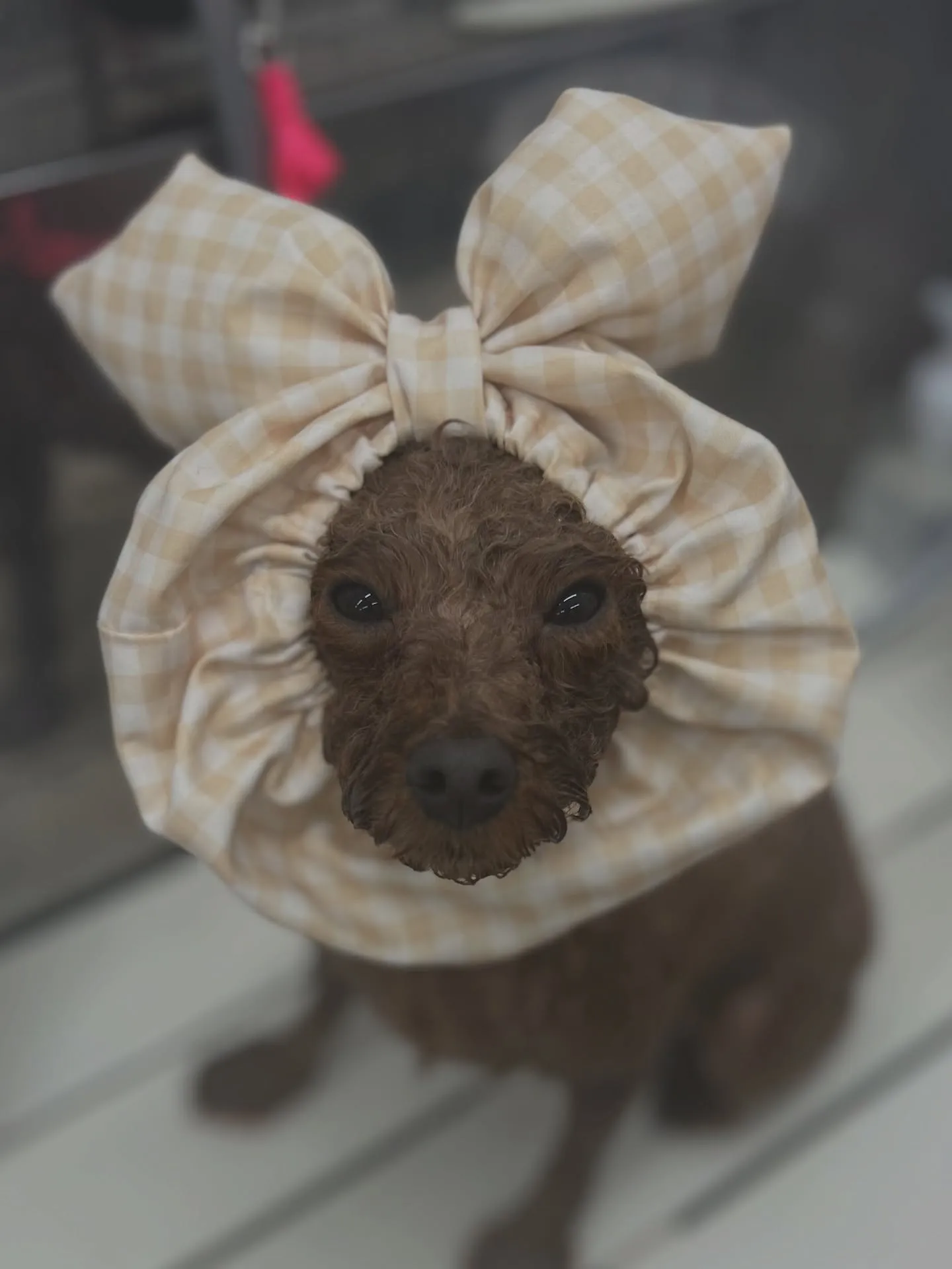 ୨୧ ∴トリミングサロン∴ ୨୧