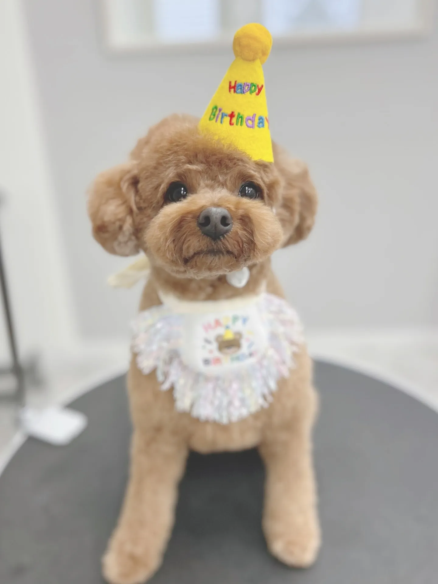 ୨୧ ∴トリミングサロン∴ ୨୧