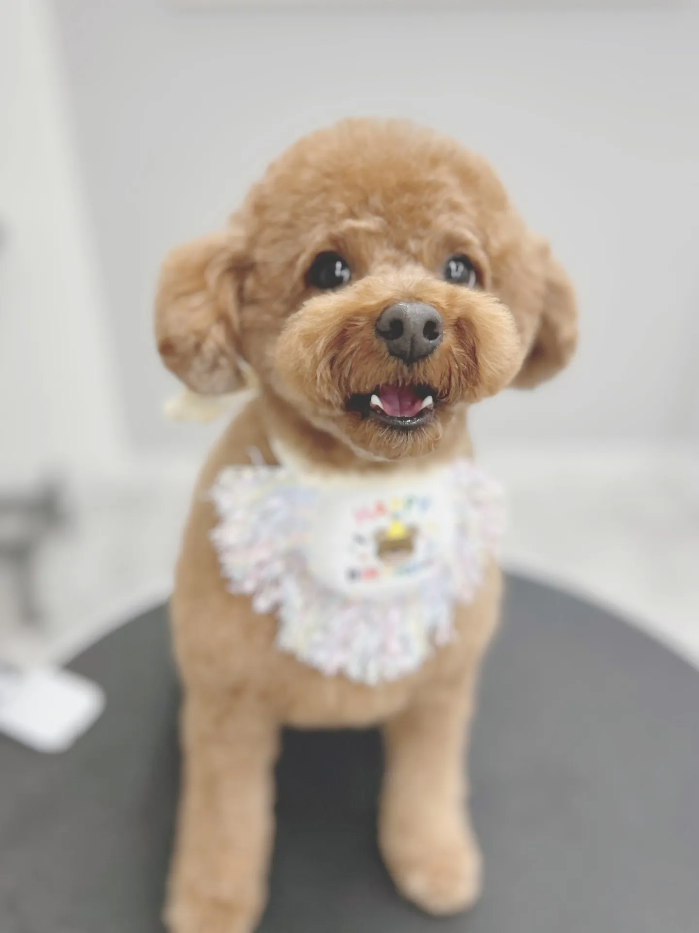 ୨୧ ∴トリミングサロン∴ ୨୧